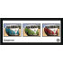 A collectable  pre-framed 75&times;30cm high quality photographic print of VW Californian Camper Storyboard Framed Photographic Print.