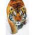 The tiger (Panthera tigris) is a member of the Felidae family  the largest of the four &ldquo;big cats&rdquo; in the genus Panthera. Native to much of eastern and southern Asia  the tiger is an apex predator and an obligate carnivore. Reaching up to 3.3 metres (11 ft) in total length and weighing up to 300 kilograms (660 pounds)