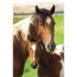 Euro Price - 4.15. RRP Euros - 5.51.