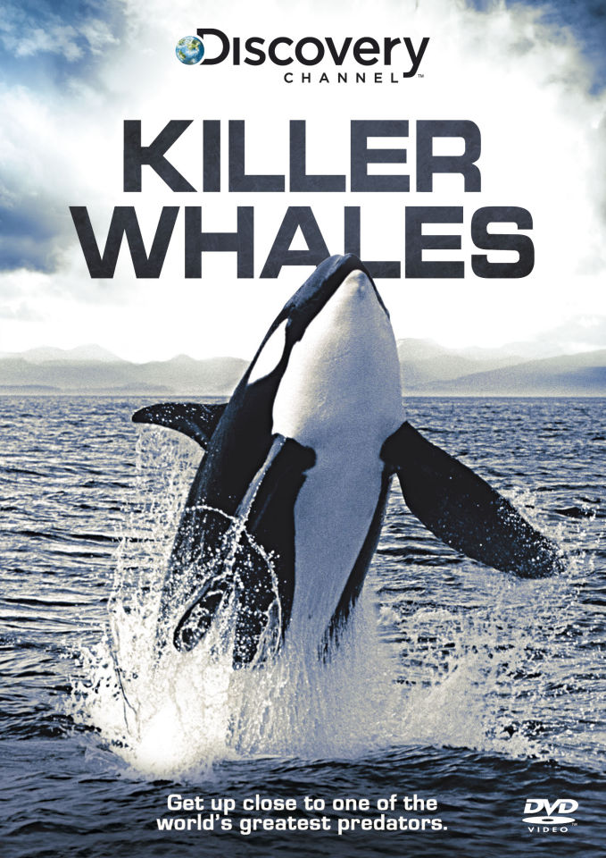 discovering the characteristics of killer whales Learn about the characteristics of cetaceans how they survive in the ocean cetaceans - whales, dolphins, and porpoises fascinating facts about killer whales or . discovering the characteristics of killer whales Learn about the characteristics of cetaceans how they survive in the ocean cetaceans - whales, dolphins, and porpoises fascinating facts about killer whales or .