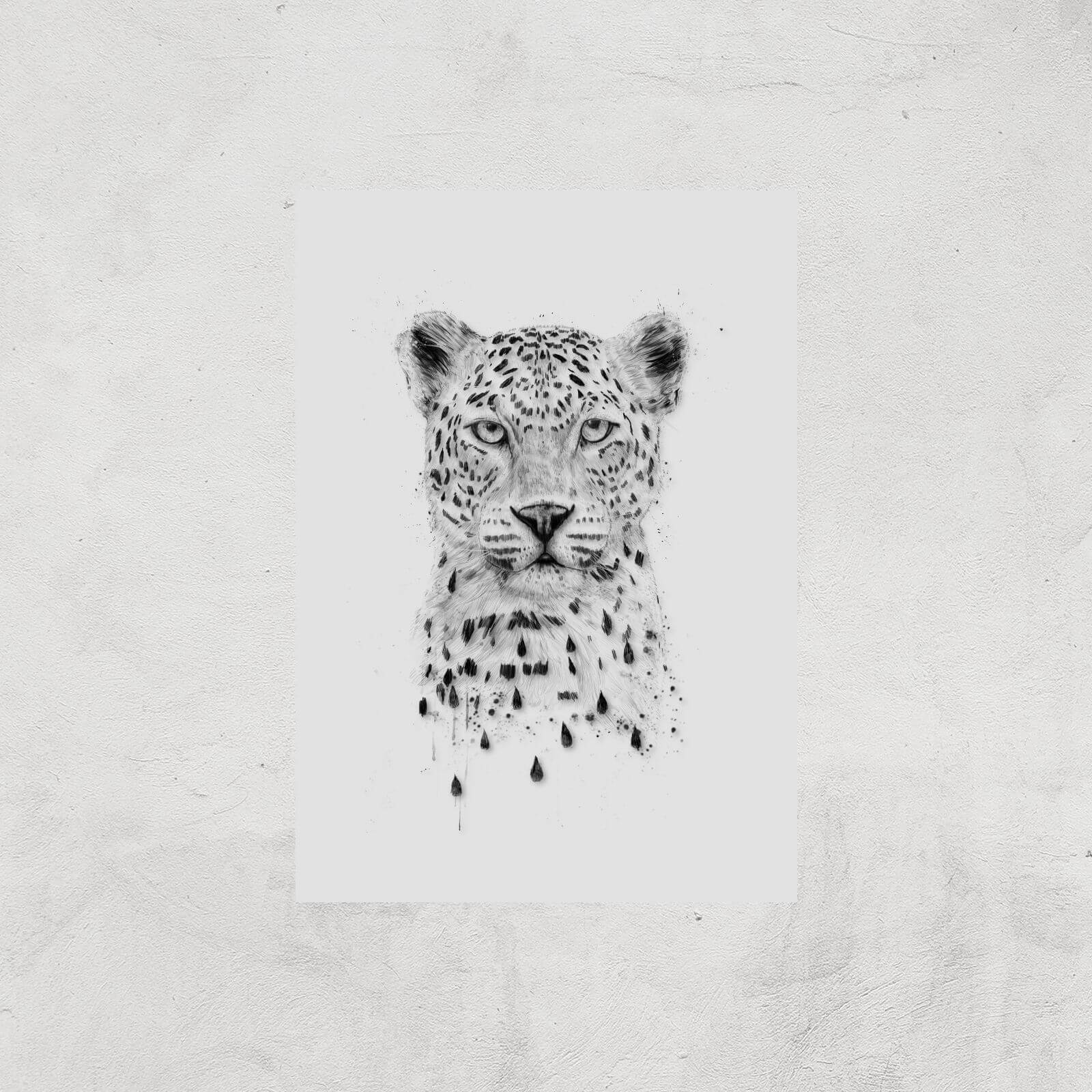 Balazs Solti Leopard Art Print - A4 - Print Only