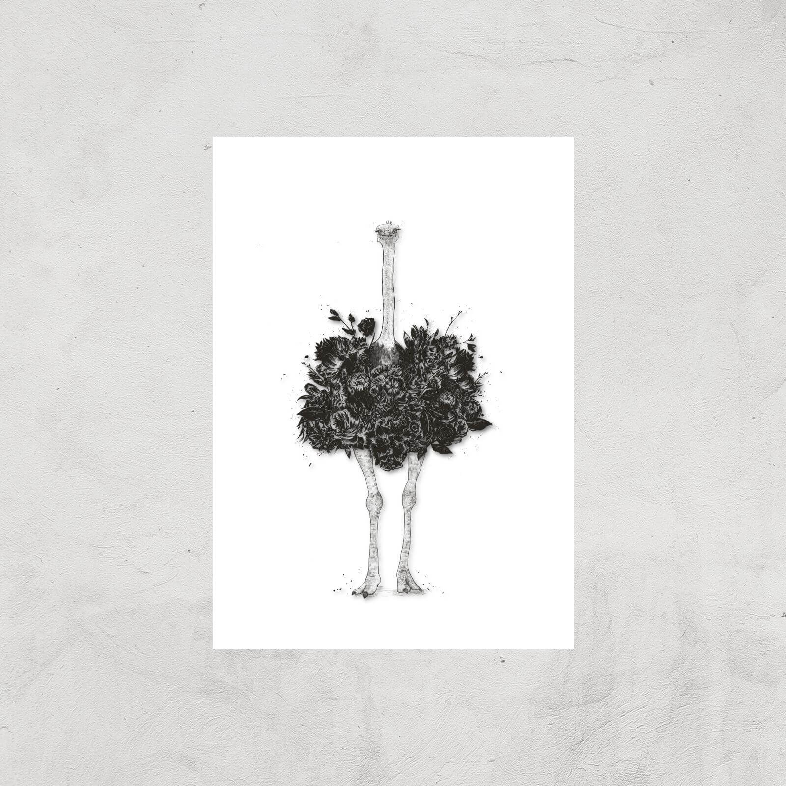 Balazs Solti Ostrich Art Print - A4 - Print Only