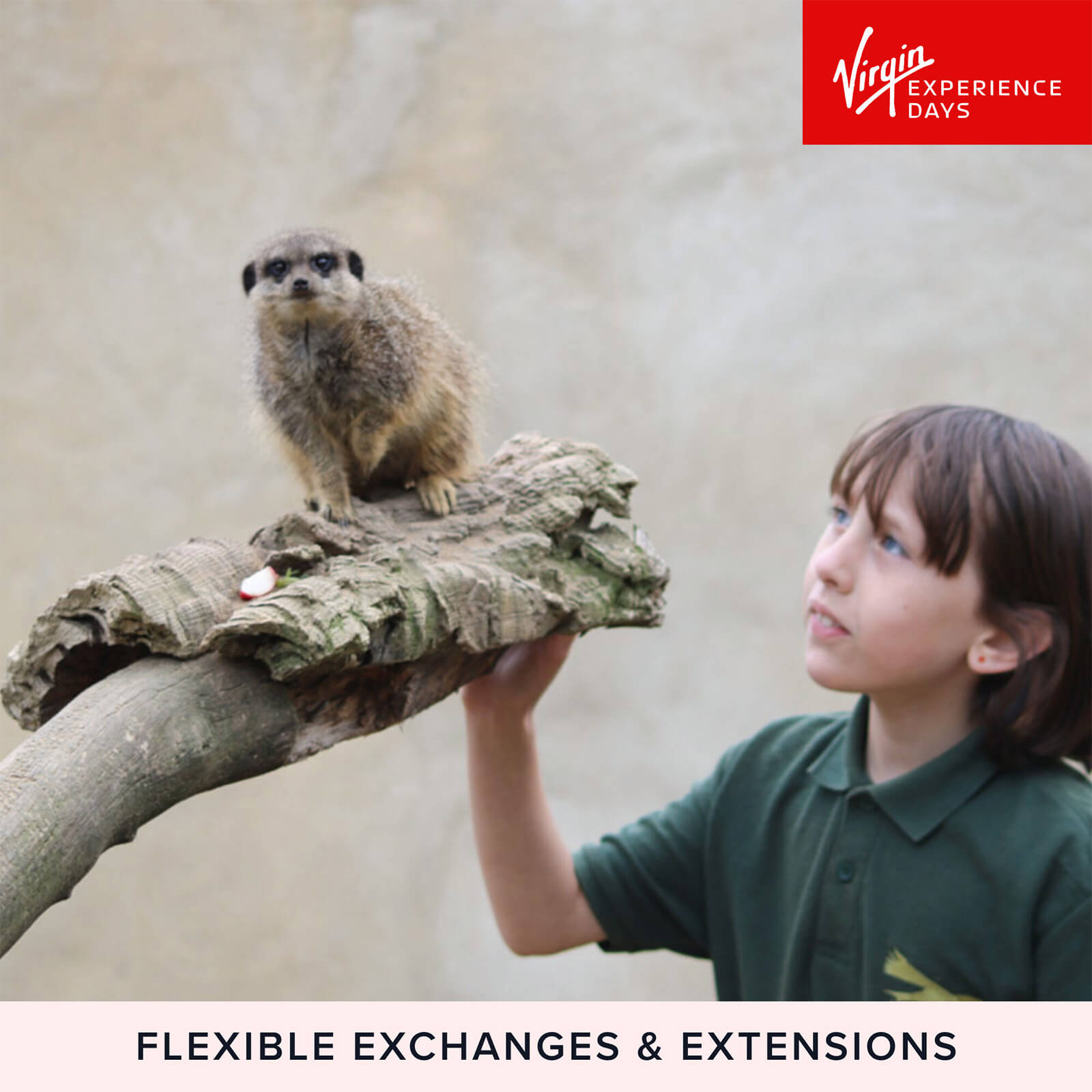 Meet And Feed The Meerkats At Millets Falconry Centre