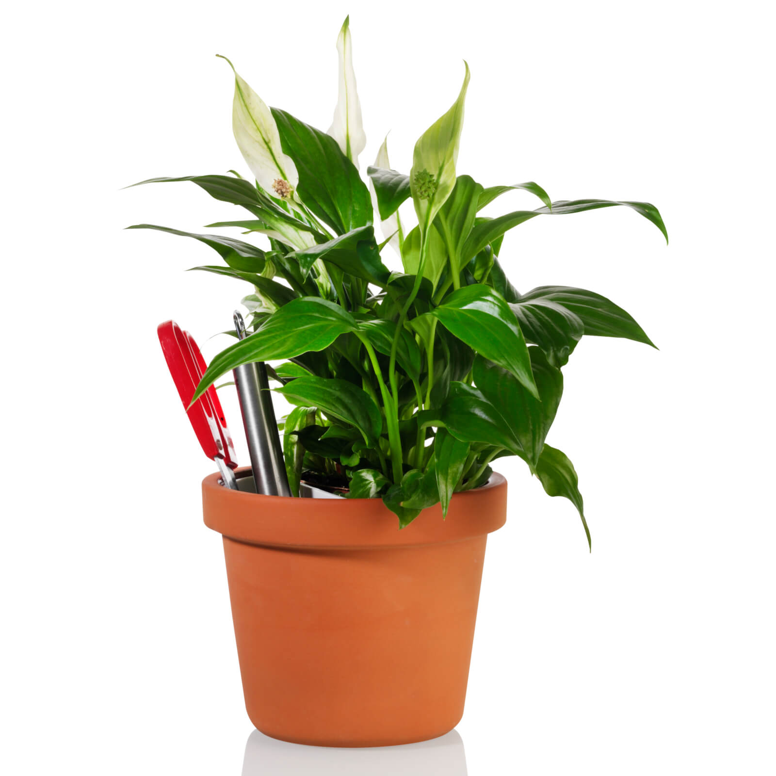 Plant Pot Tidy