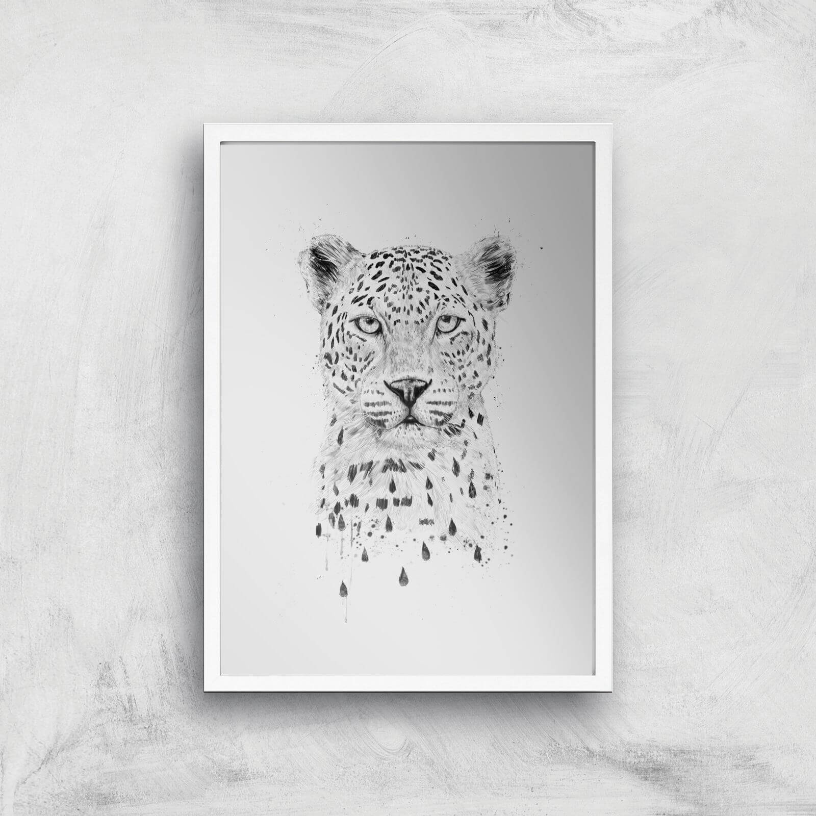 Balazs Solti Leopard Art Print - A2 - White Frame
