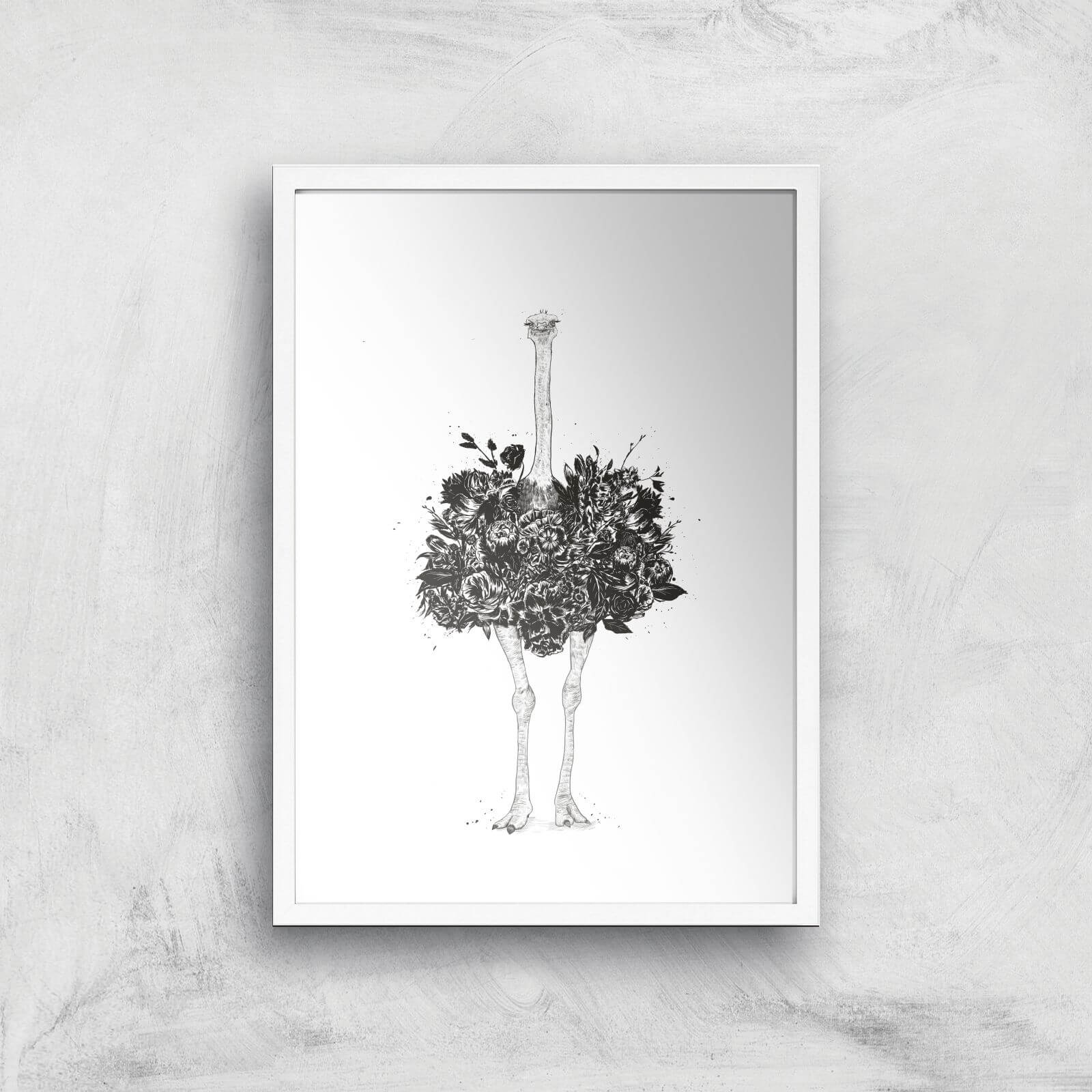 Balazs Solti Ostrich Art Print - A2 - White Frame