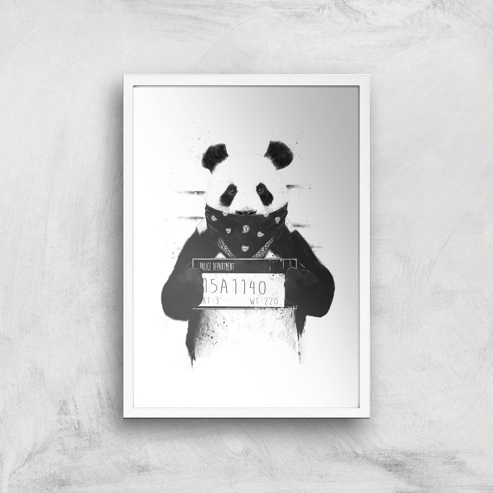 Balazs Solti Bandana Panda Art Print - A2 - White Frame