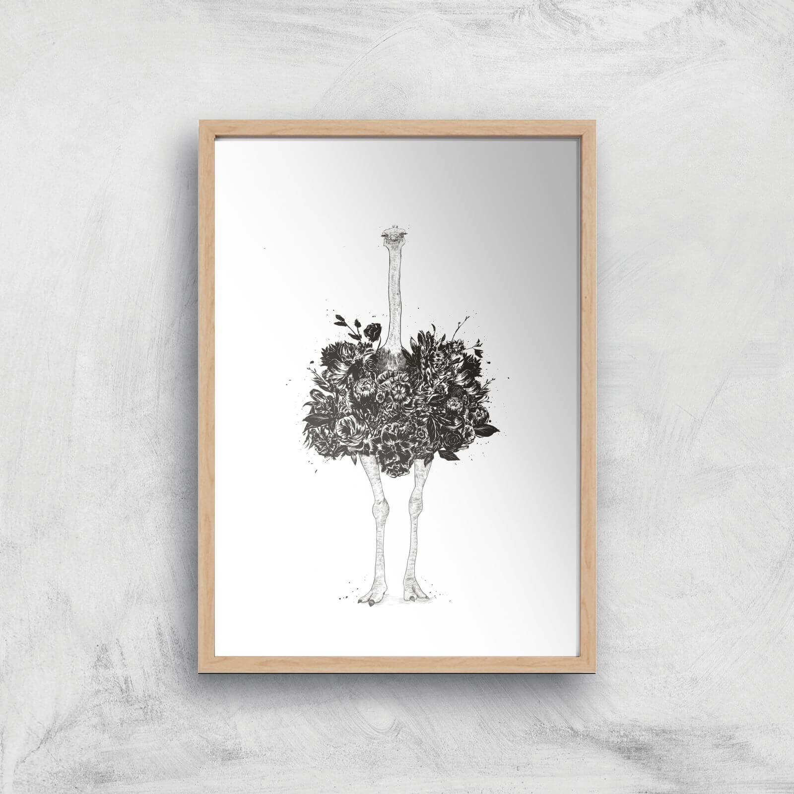 Balazs Solti Ostrich Art Print - A2 - Wood Frame