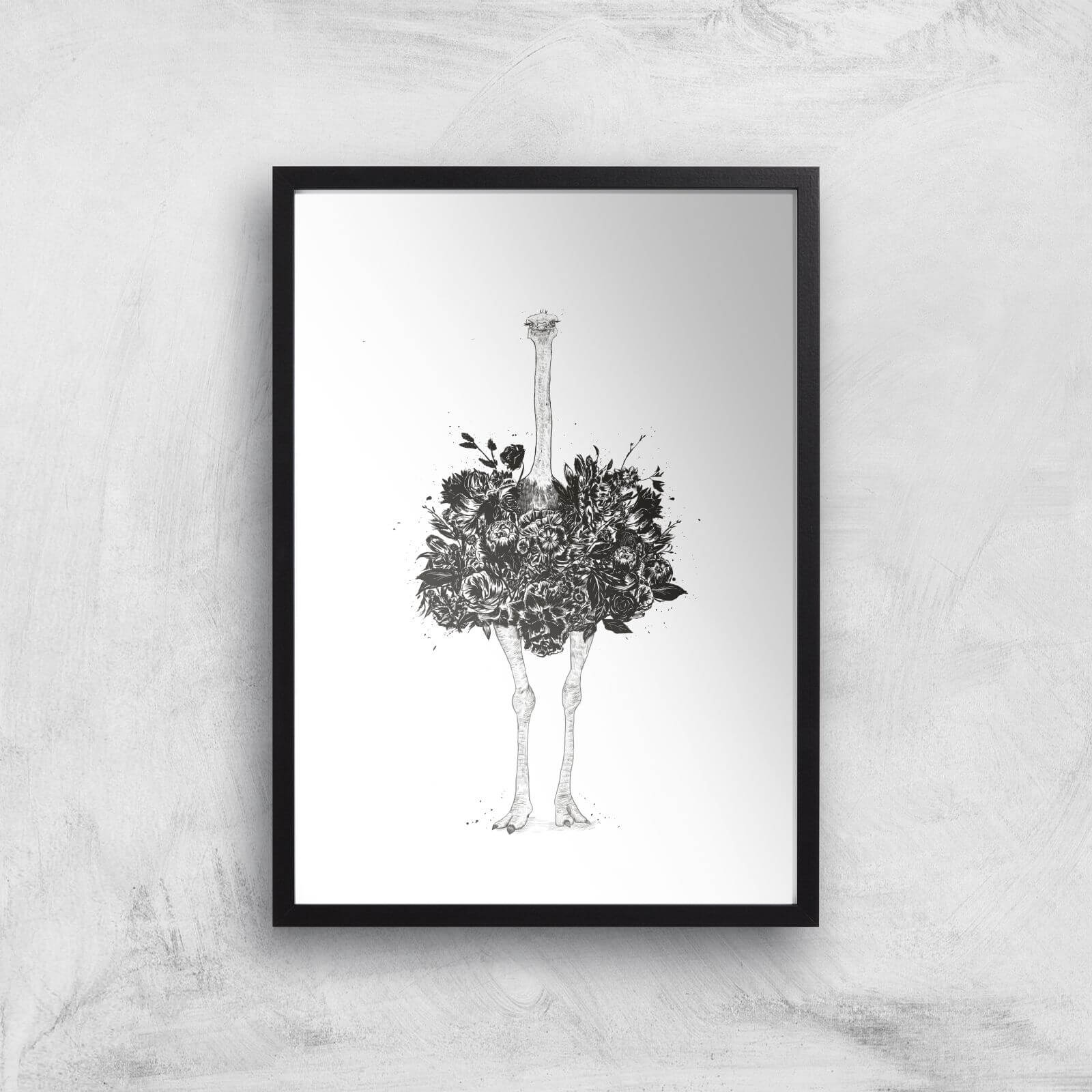 Balazs Solti Ostrich Art Print - A3 - Black Frame