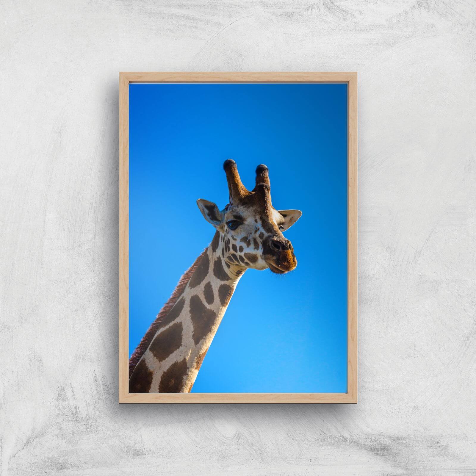 Giraffe Giclee Art Print - A4 - Wooden Frame