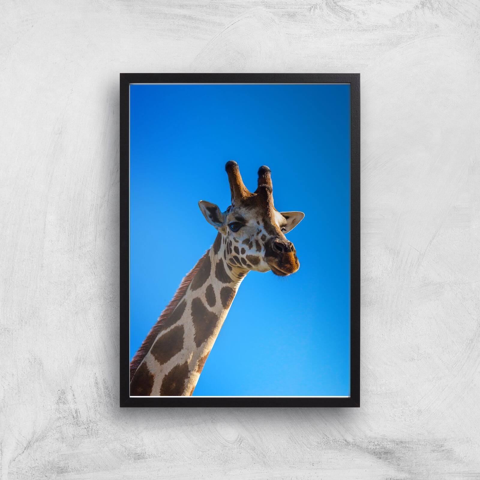Giraffe Giclee Art Print - A3 - Black Frame