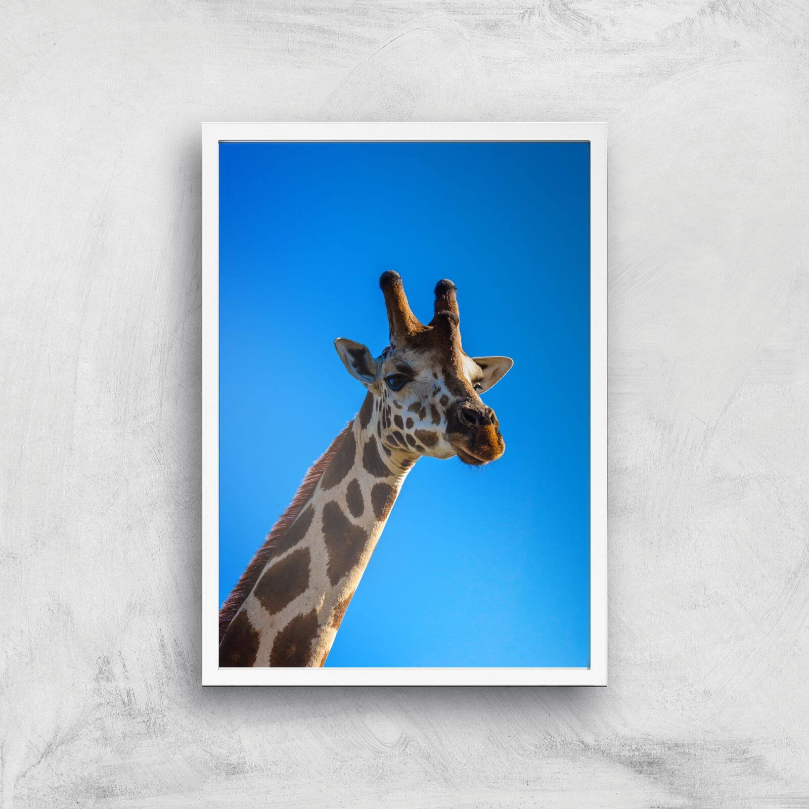 Giraffe Giclee Art Print - A2 - White Frame
