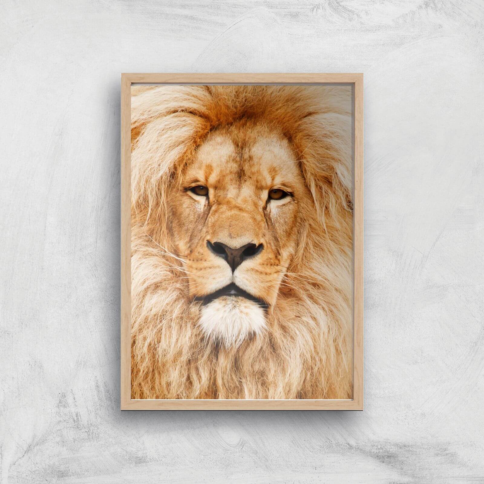 Majestic Lion Giclee Art Print - A3 - Wooden Frame