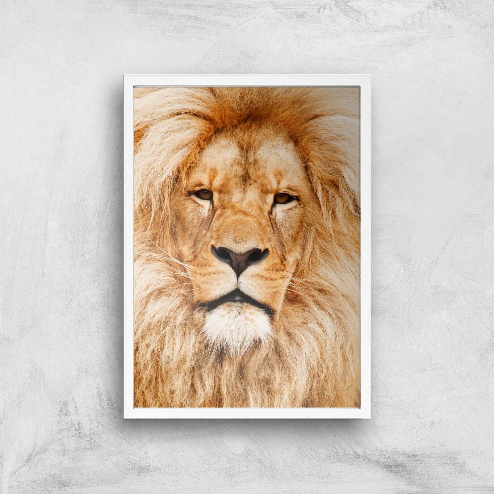 Majestic Lion Giclee Art Print - A2 - White Frame