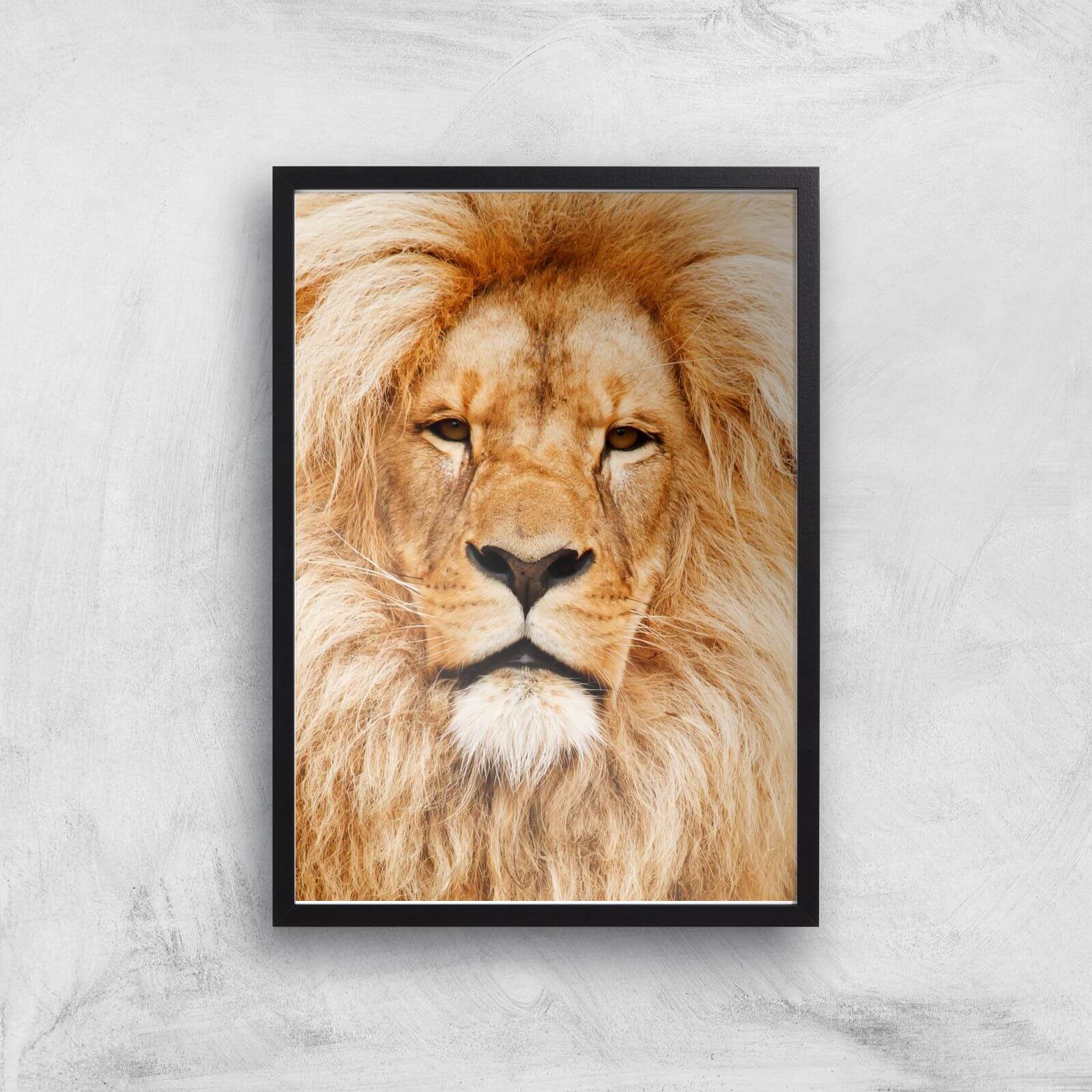 Majestic Lion Giclee Art Print - A2 - Black Frame