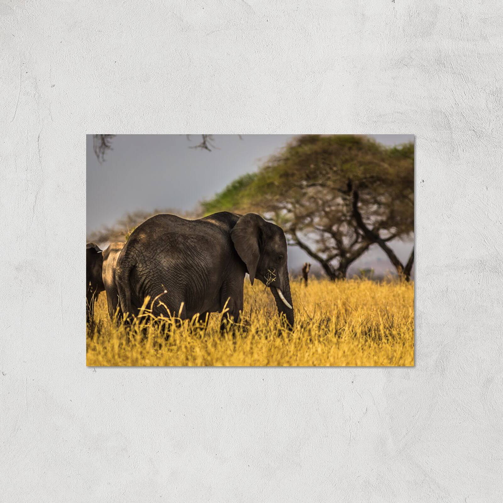 Elephant Giclee Art Print - A4 - Print Only