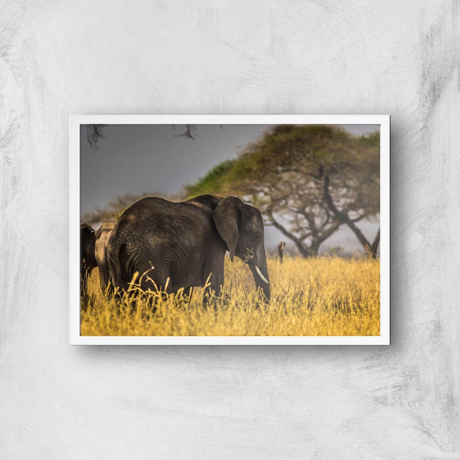 Elephant Giclee Art Print - A2 - White Frame