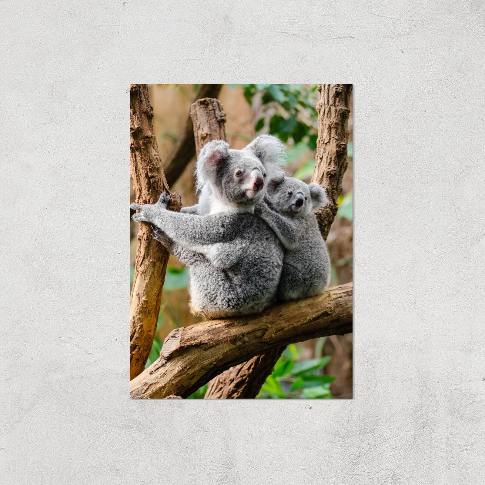 Koala Bear Giclee Art Print - A3 - Print Only