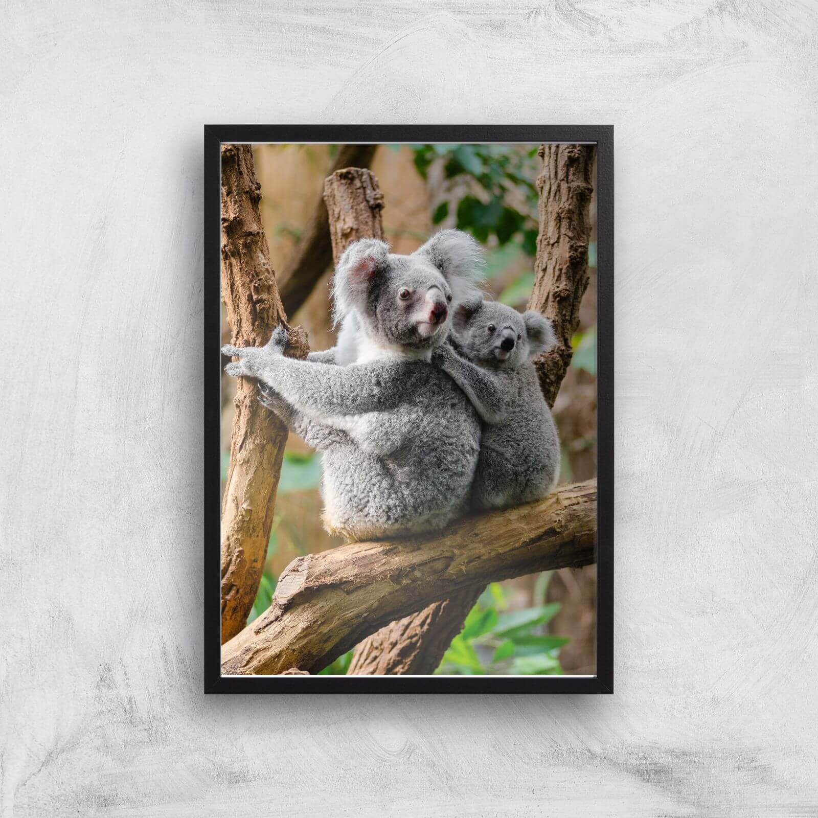 Koala Bear Giclee Art Print - A2 - Black Frame