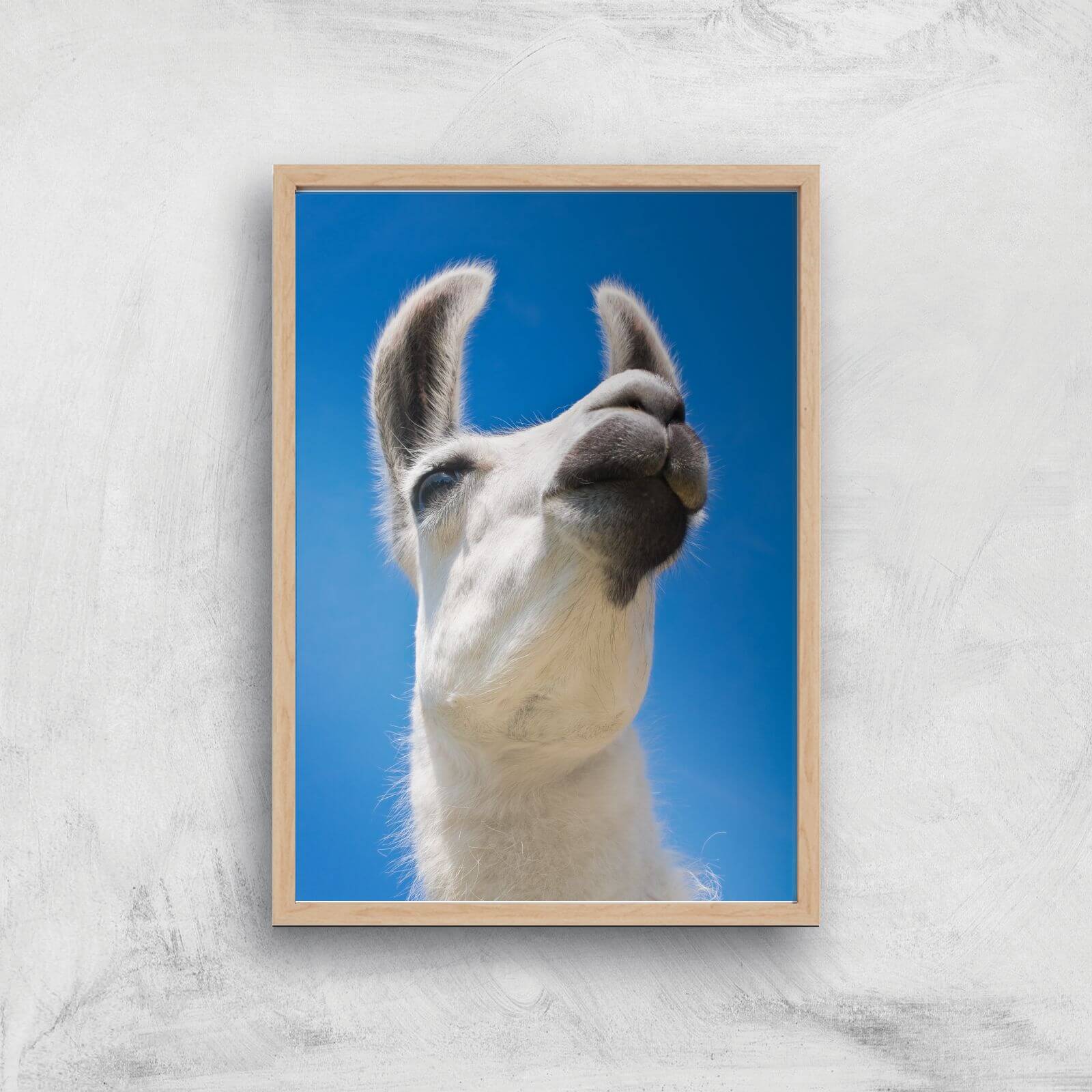 Llama Giclee Art Print - A4 - Wooden Frame