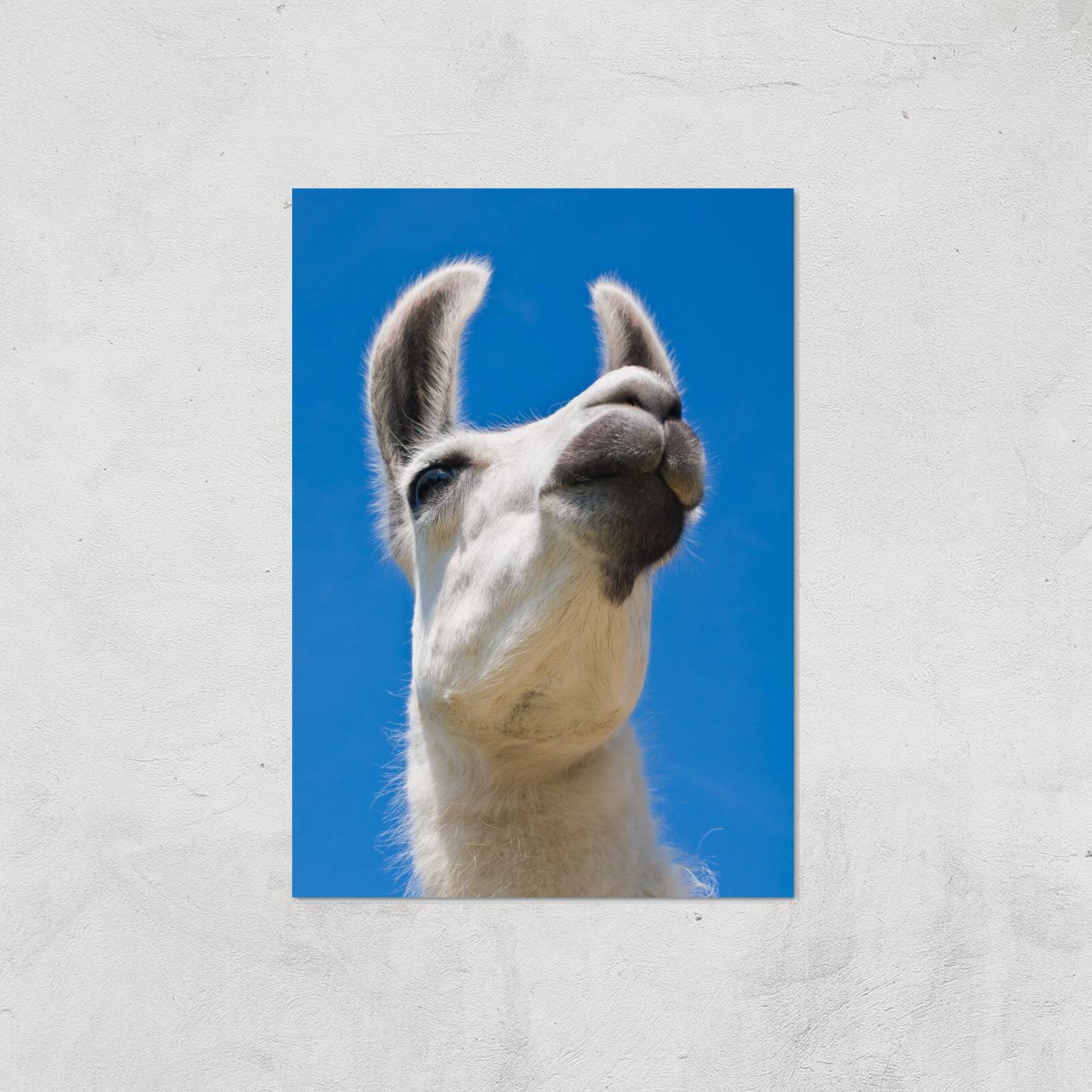Llama Giclee Art Print - A2 - Print Only