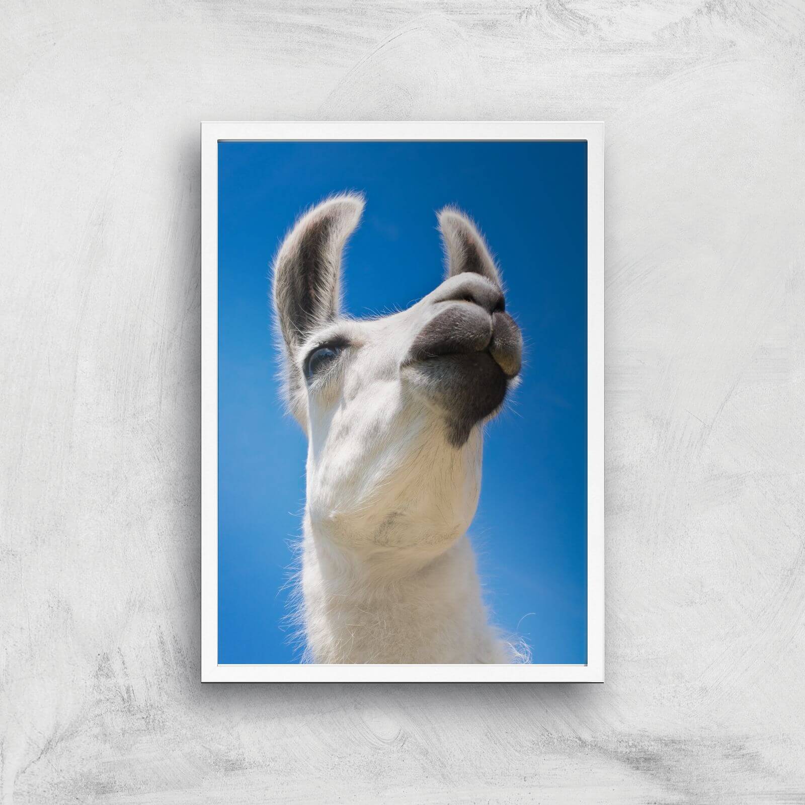 Llama Giclee Art Print - A2 - White Frame