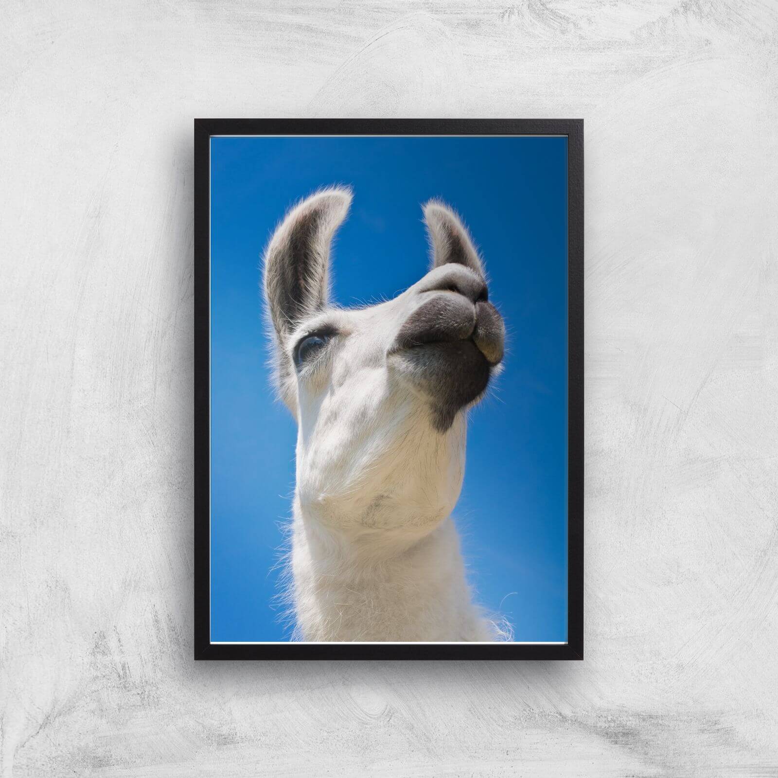 Llama Giclee Art Print - A2 - Black Frame