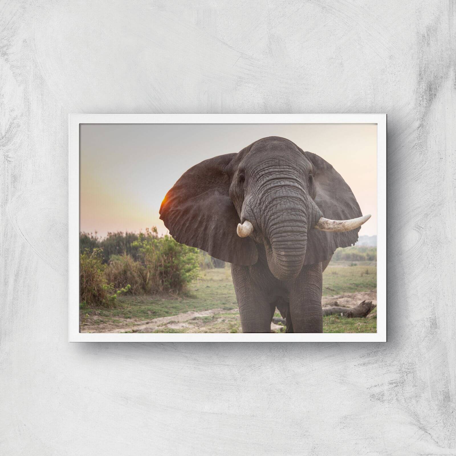 Curious Elephant Giclee Art Print - A3 - White Frame