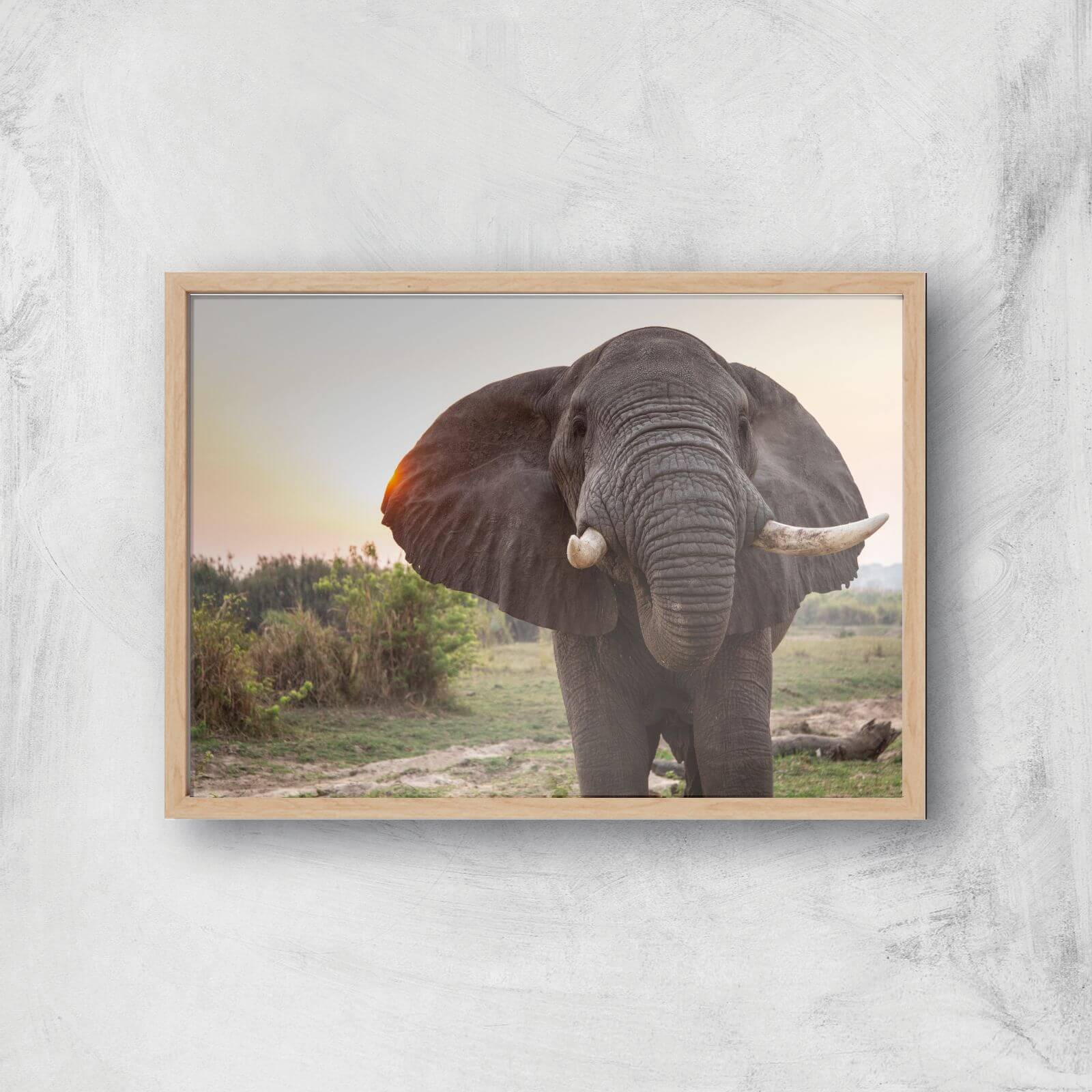 Curious Elephant Giclee Art Print - A2 - Wooden Frame