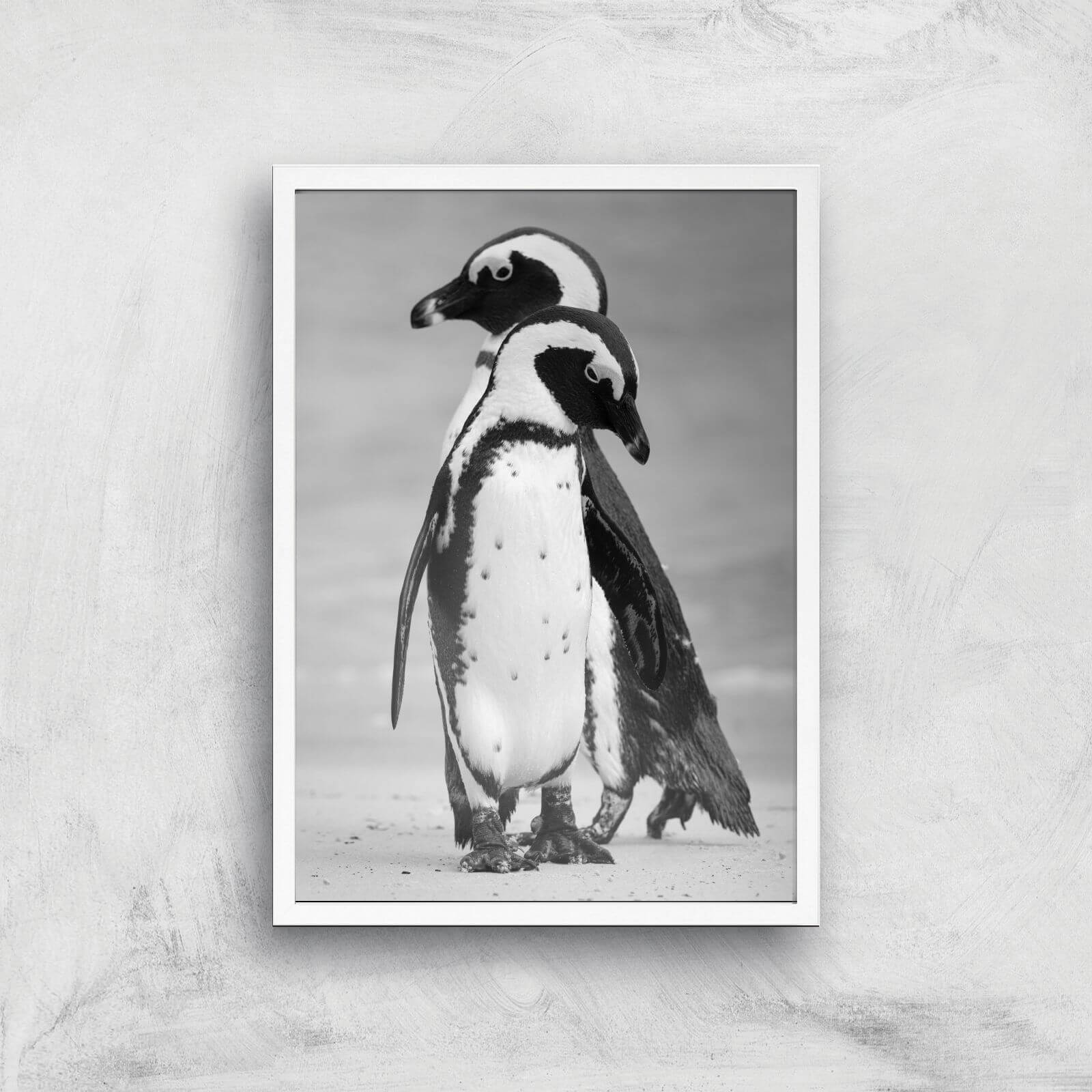 A Couple Of Penguins Giclee Art Print - A2 - White Frame
