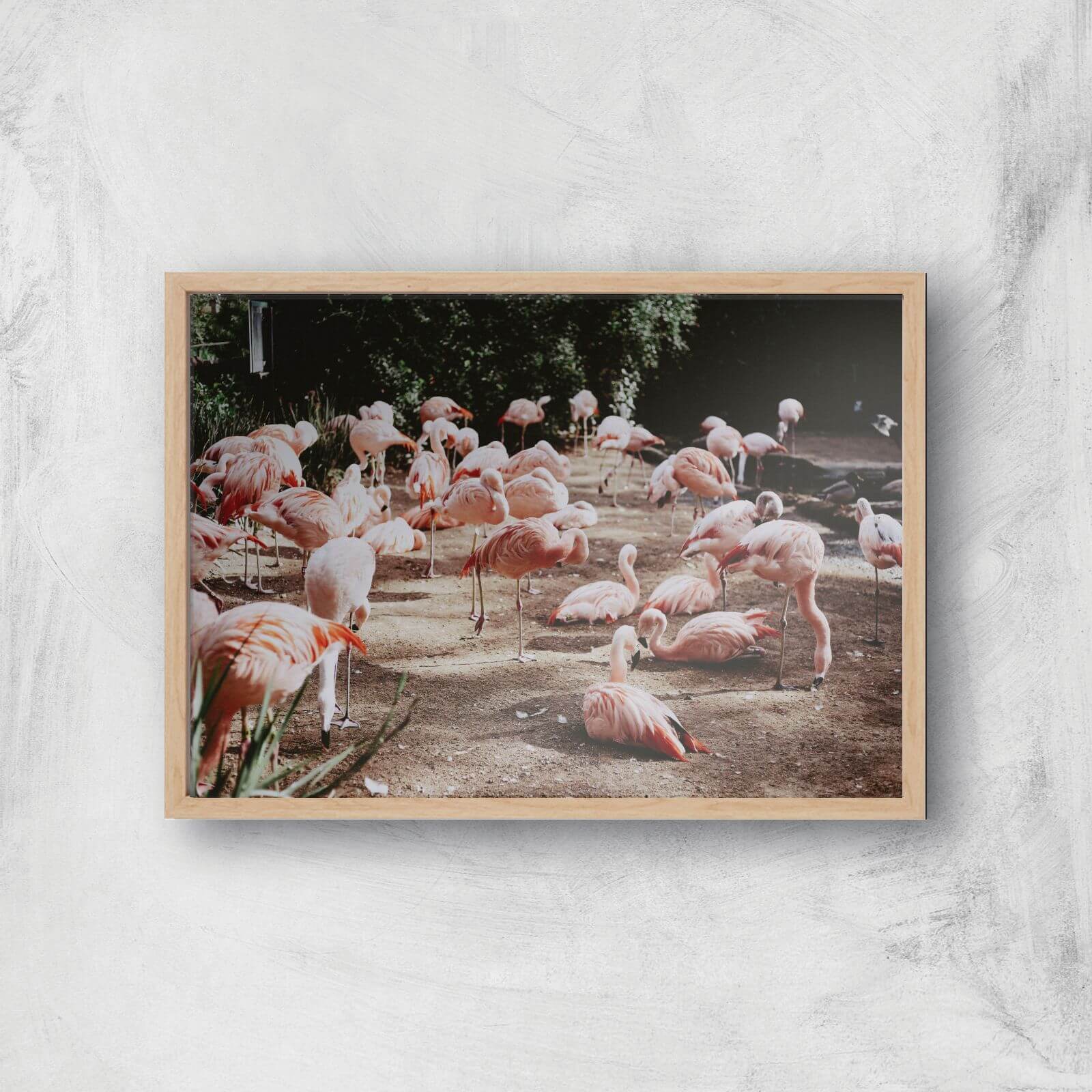 A Resting Pat Of Flamingos Giclee Art Print - A3 - Wooden Frame