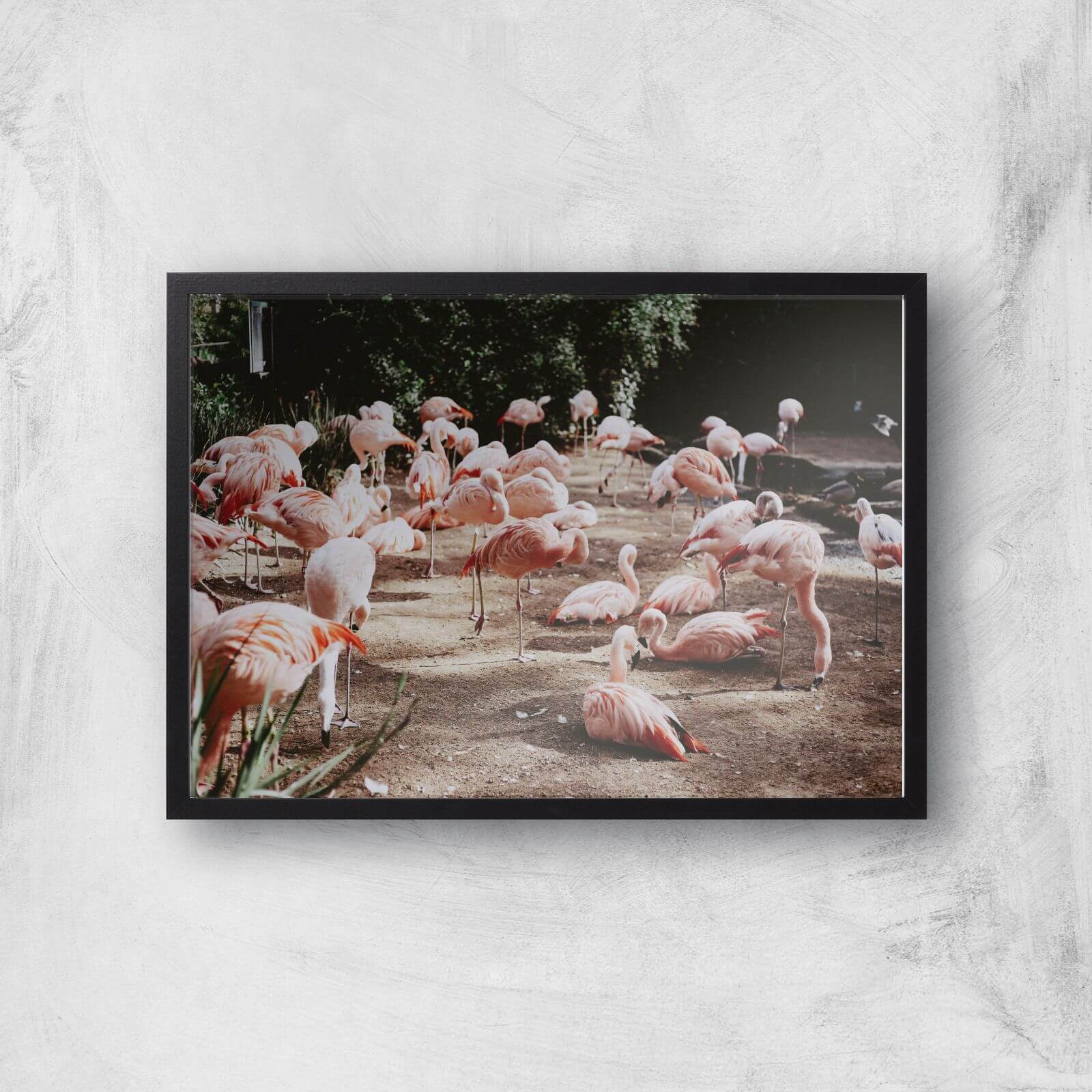 A Resting Pat Of Flamingos Giclee Art Print - A3 - Black Frame
