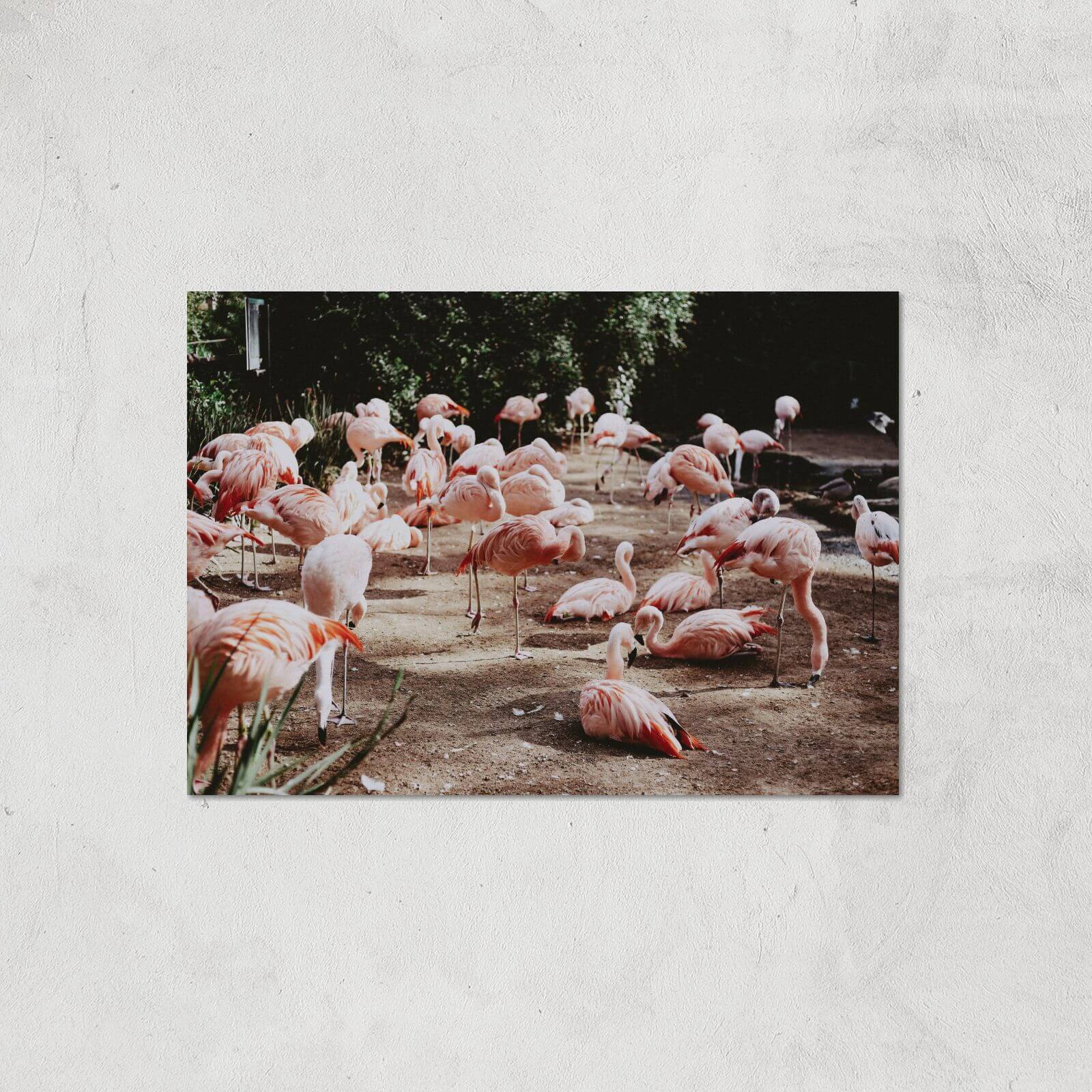 A Resting Pat Of Flamingos Giclee Art Print - A2 - Print Only