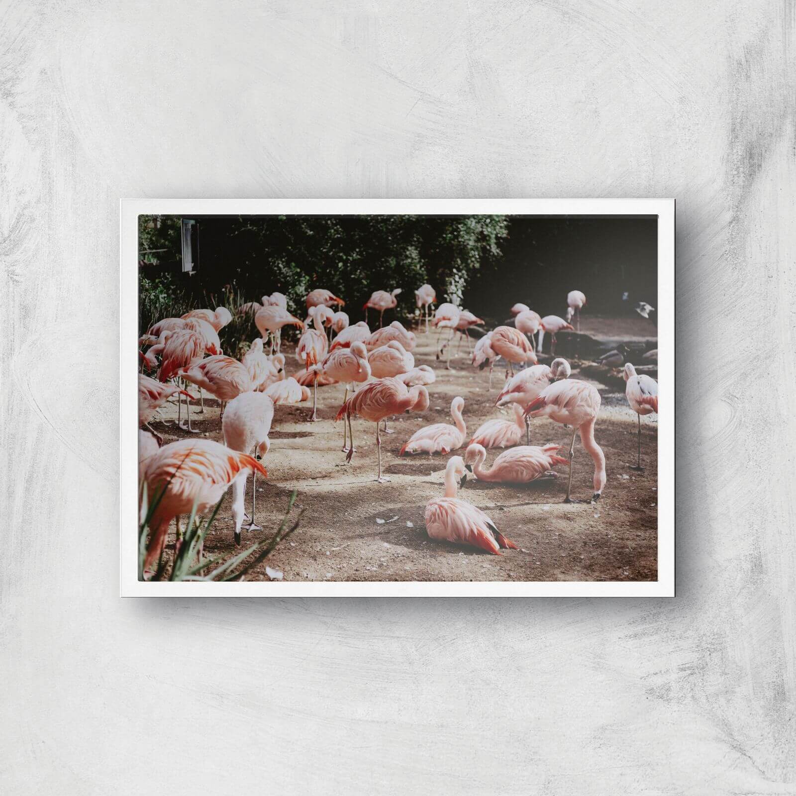 A Resting Pat Of Flamingos Giclee Art Print - A2 - White Frame