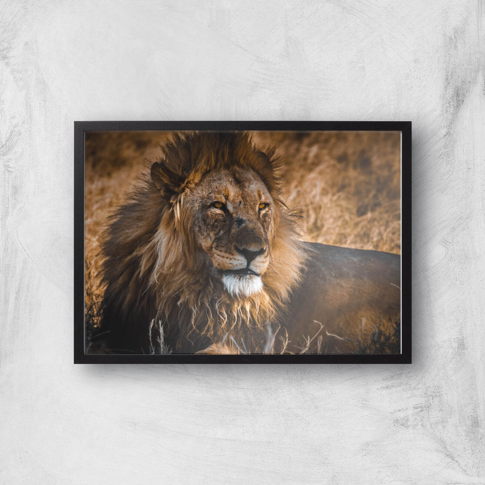 King Of The Savanna Giclee Art Print - A2 - Black Frame