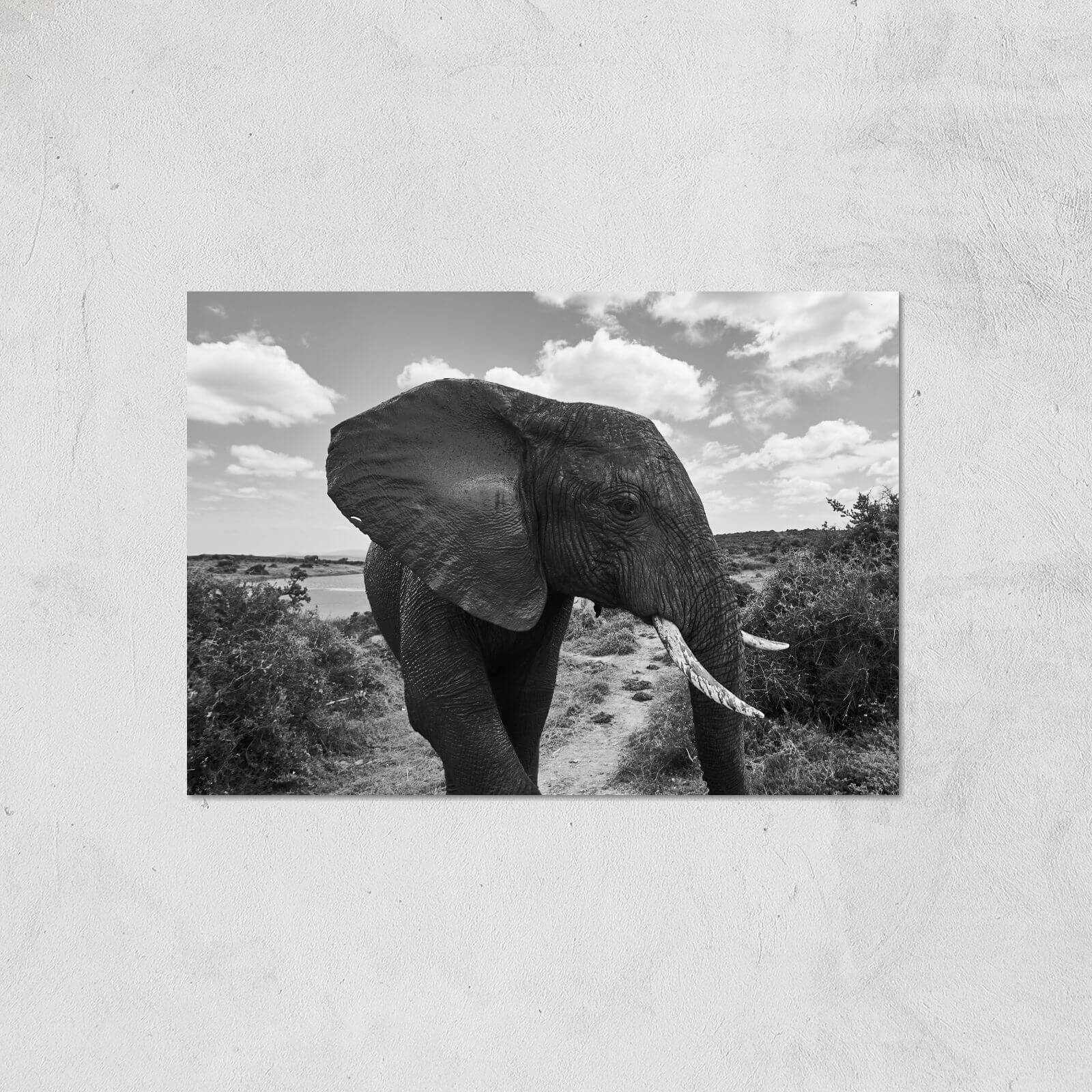 Majestic Elephant Giclee Art Print - A3 - Print Only