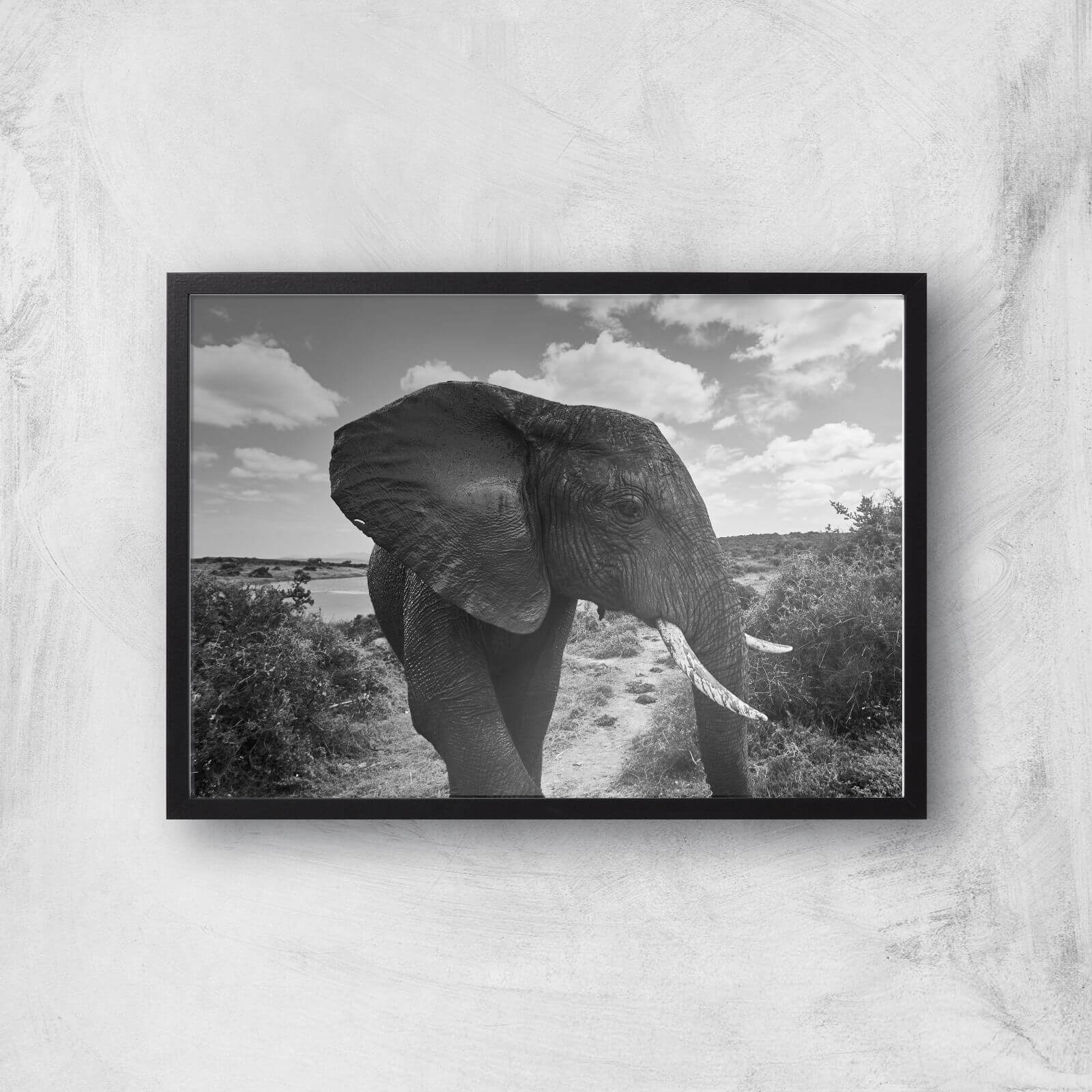 Majestic Elephant Giclee Art Print - A3 - Black Frame