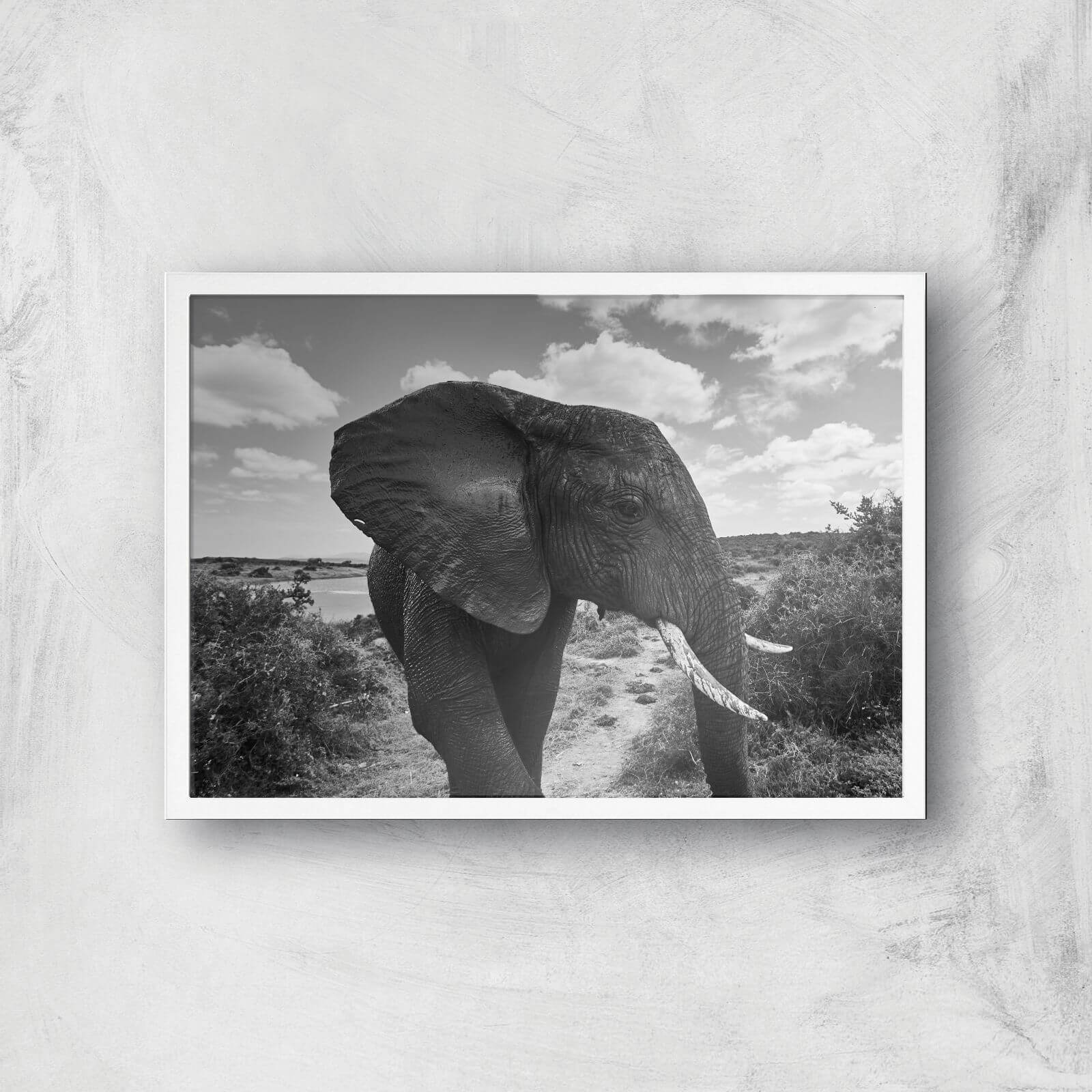 Majestic Elephant Giclee Art Print - A2 - White Frame