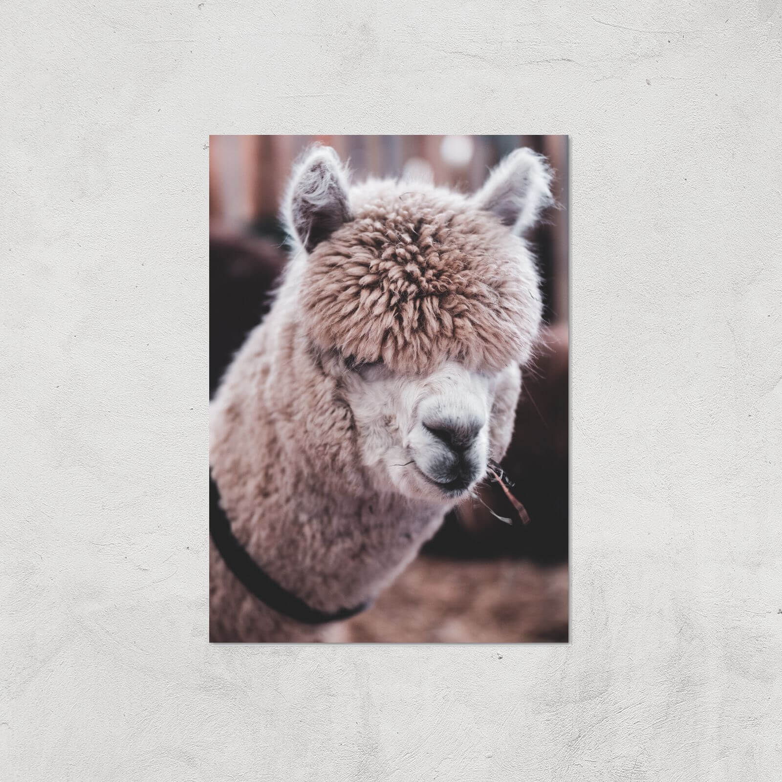 Alpaca Giclee Art Print - A4 - Print Only