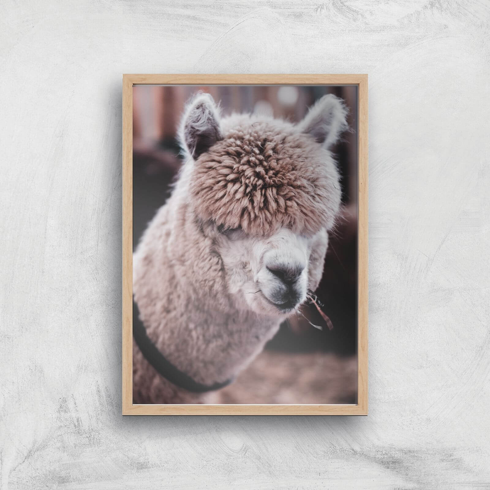 Alpaca Giclee Art Print - A4 - Wooden Frame