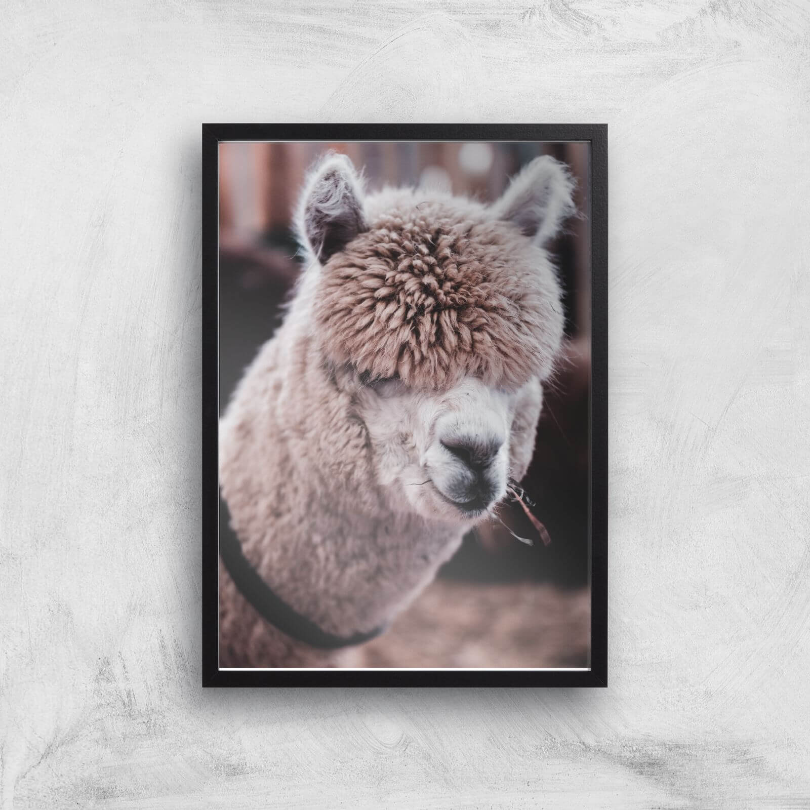 Alpaca Giclee Art Print - A3 - Black Frame