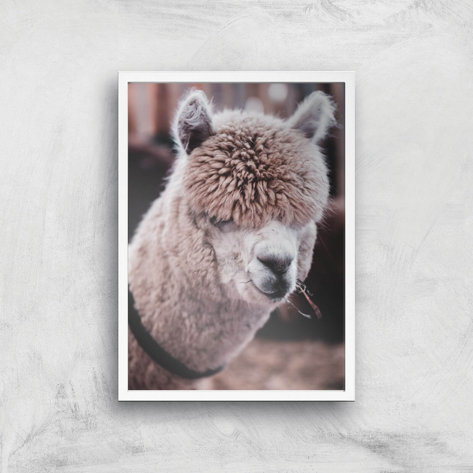 Alpaca Giclee Art Print - A2 - White Frame