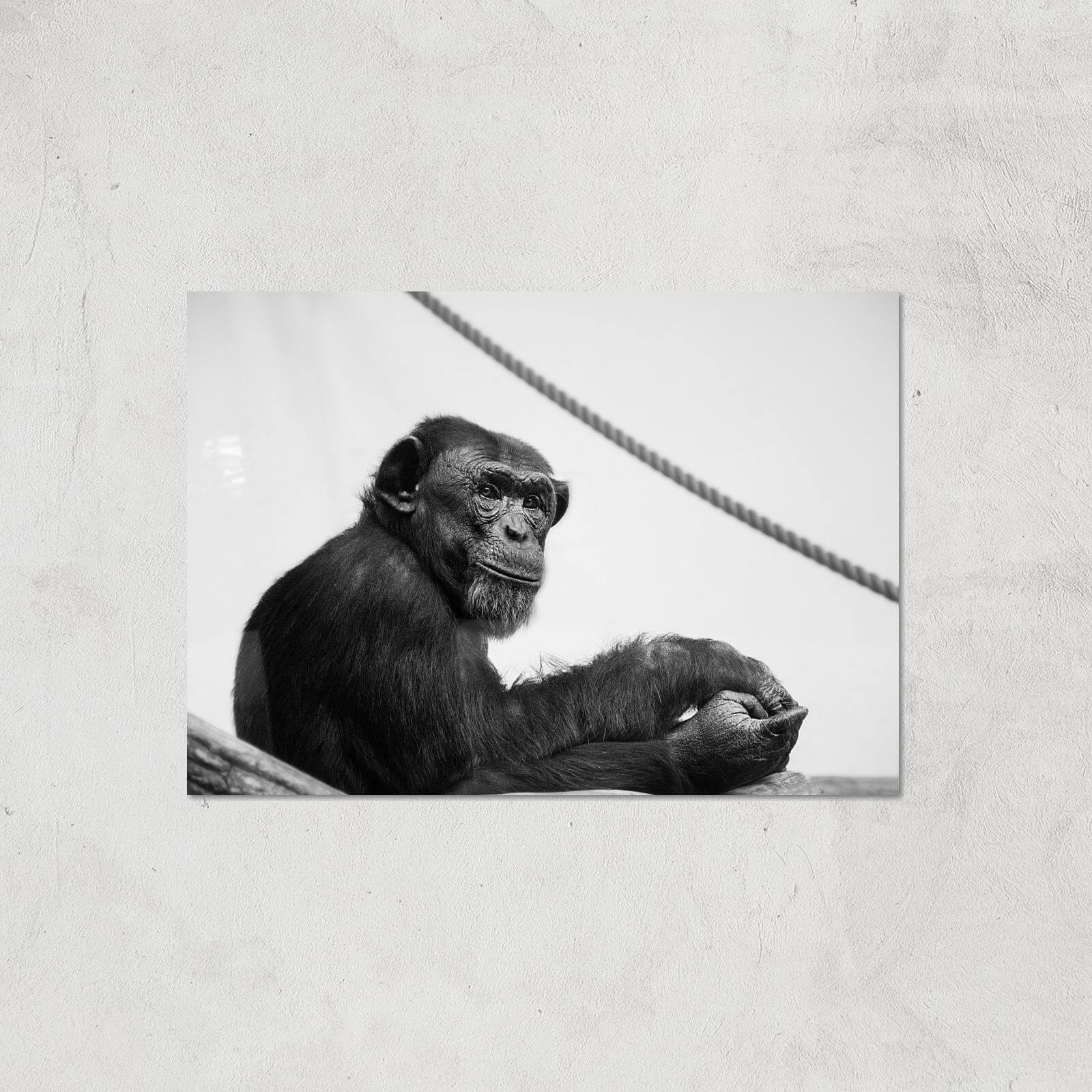 Chimpanzee Lost In Thought Giclee Art Print - A4 - Print Only
