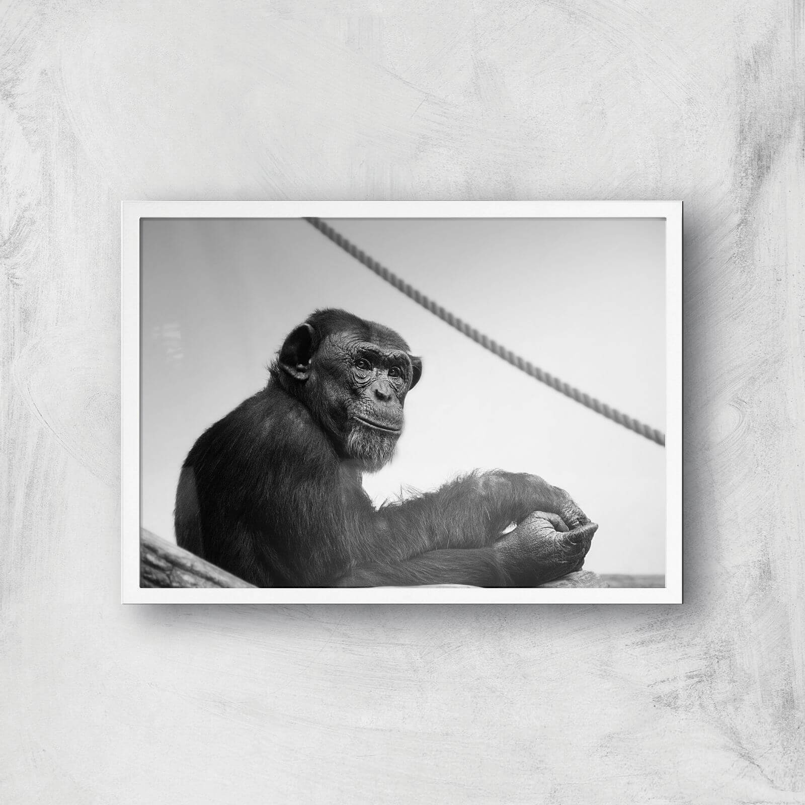 Chimpanzee Lost In Thought Giclee Art Print - A3 - White Frame