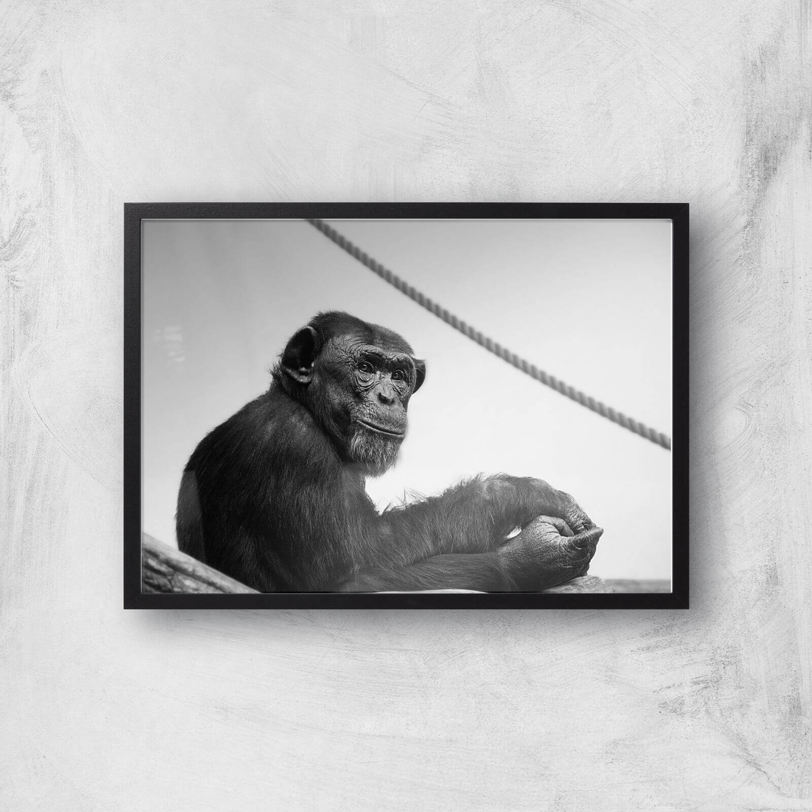 Chimpanzee Lost In Thought Giclee Art Print - A2 - Black Frame