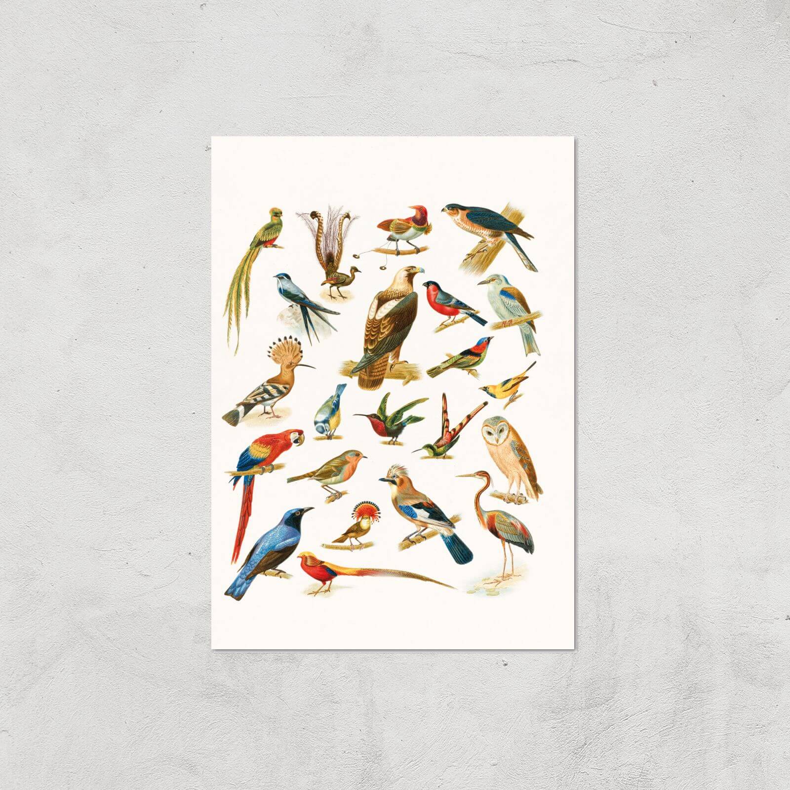 Researching Birds Giclee Art Print - A4 - Print Only