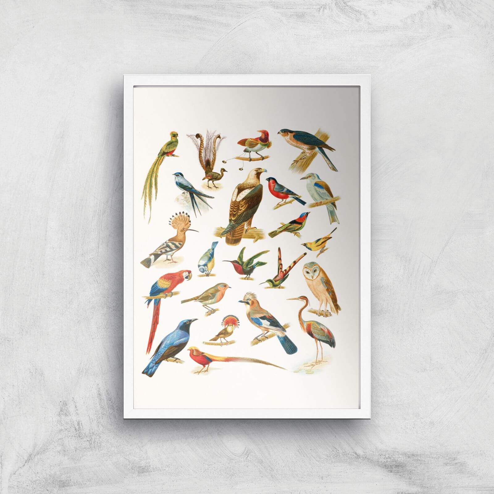 Researching Birds Giclee Art Print - A3 - White Frame