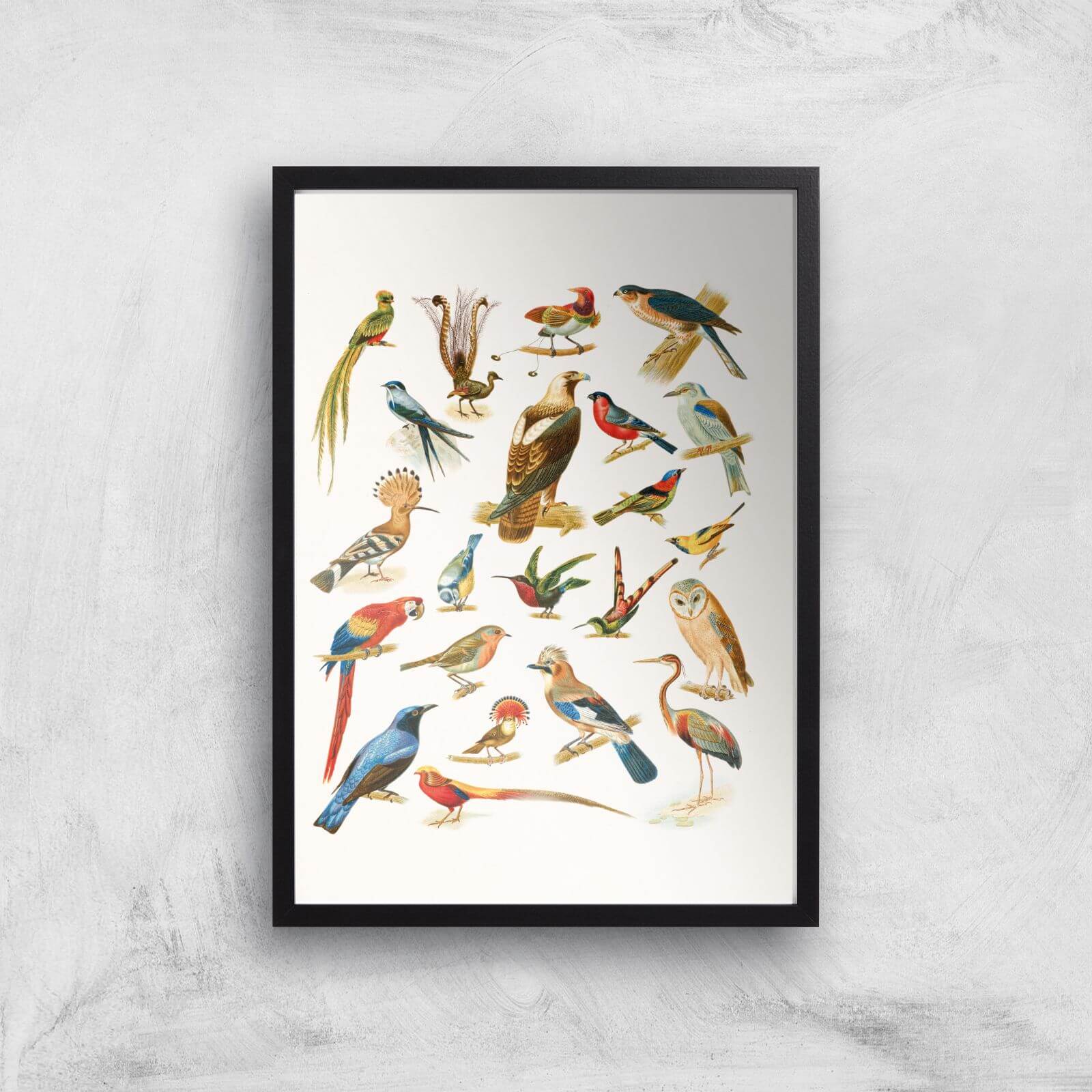 Researching Birds Giclee Art Print - A2 - Black Frame