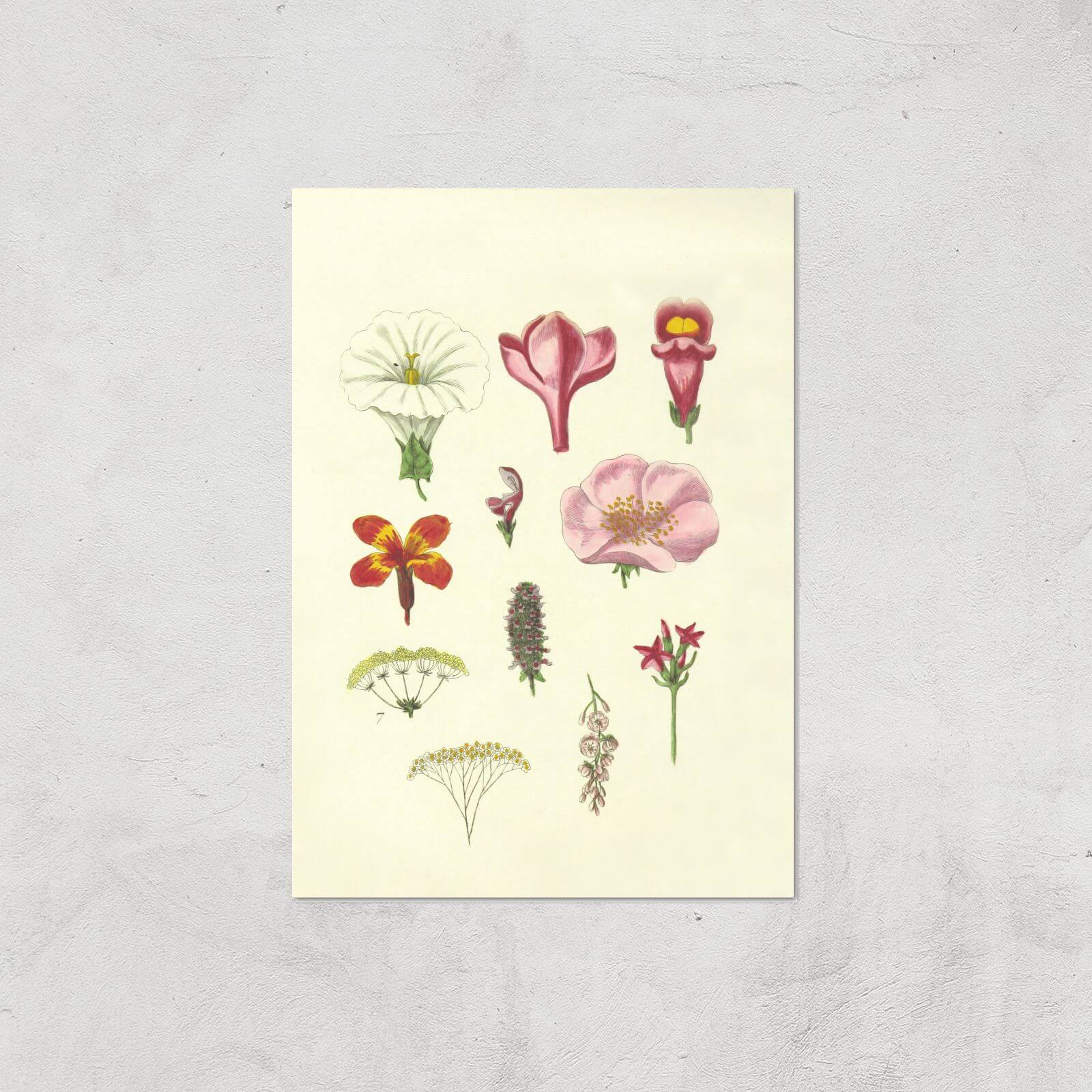 Researching Flowers Giclee Art Print - A4 - Print Only