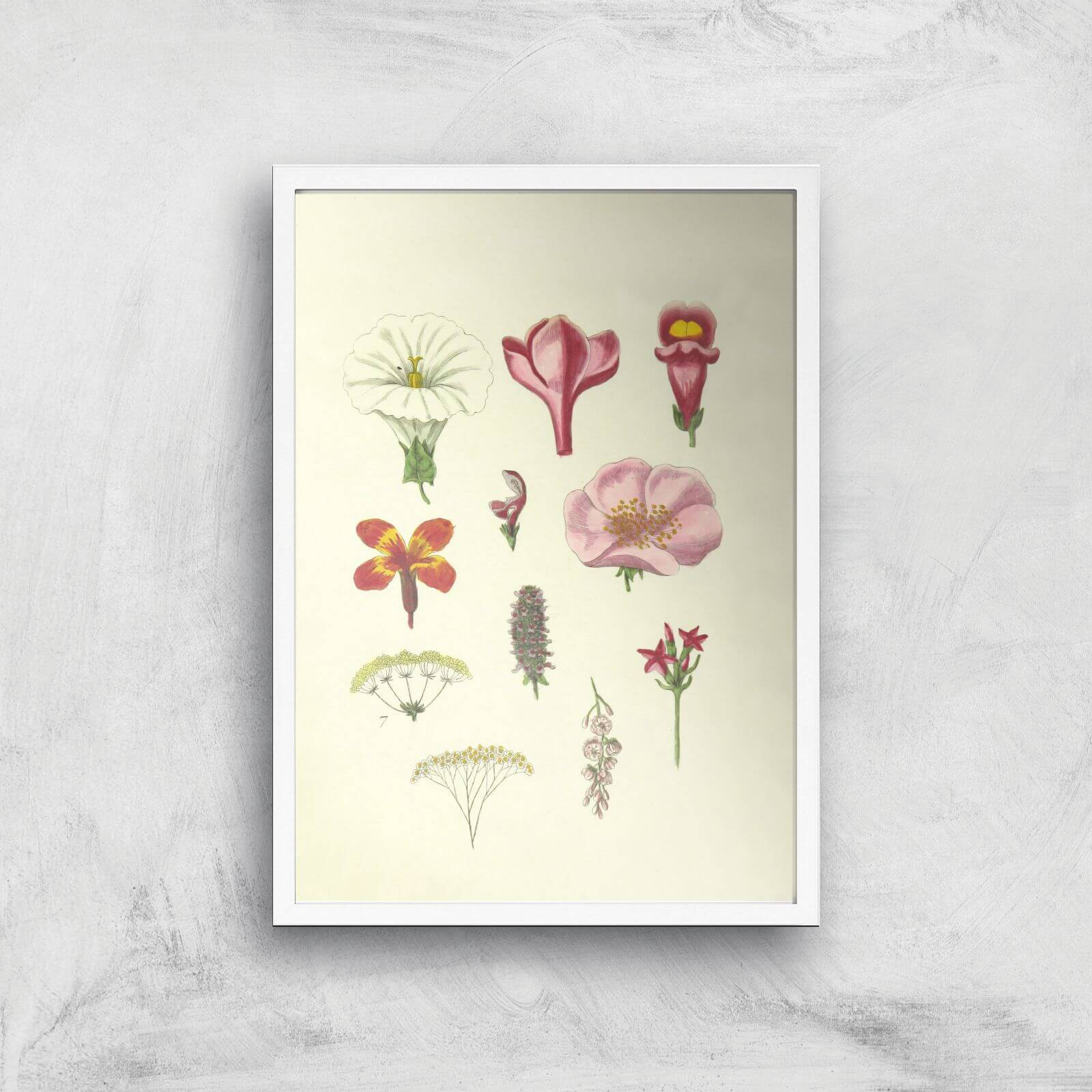 Researching Flowers Giclee Art Print - A3 - White Frame